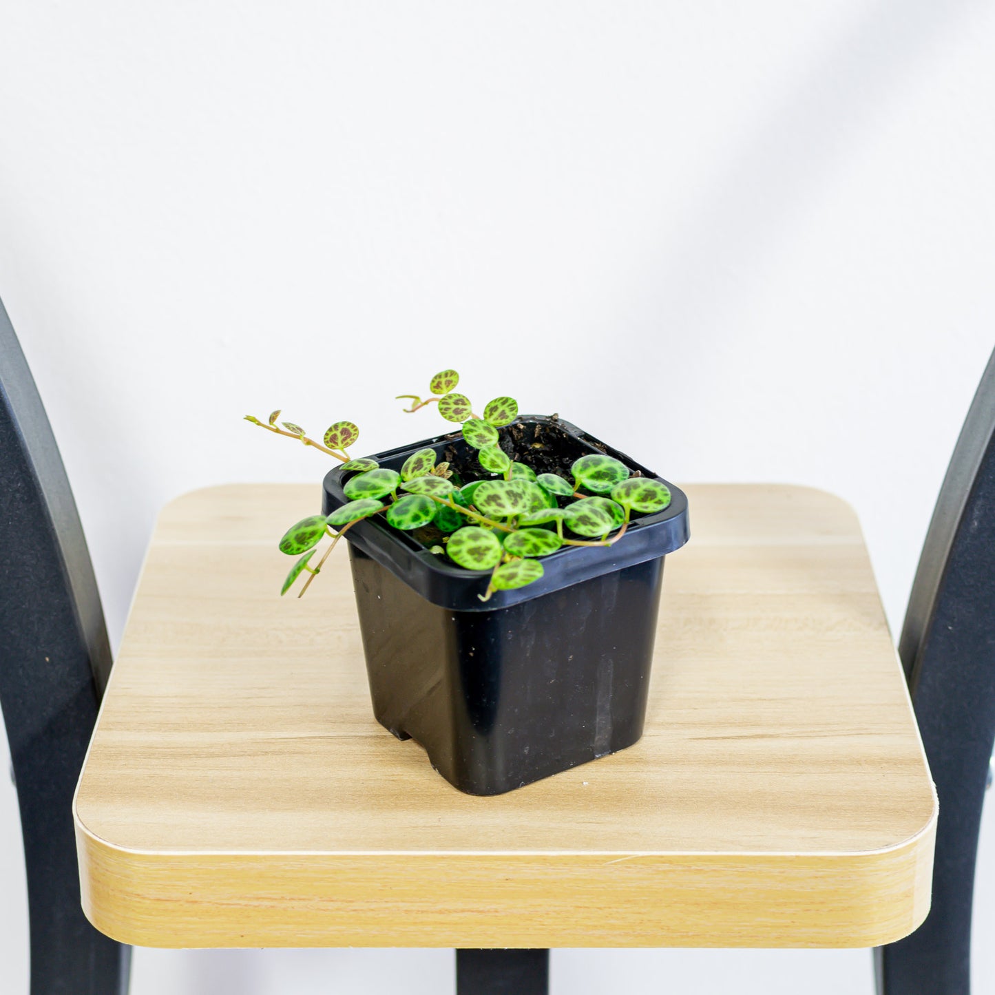 Peperomia String of Turtles