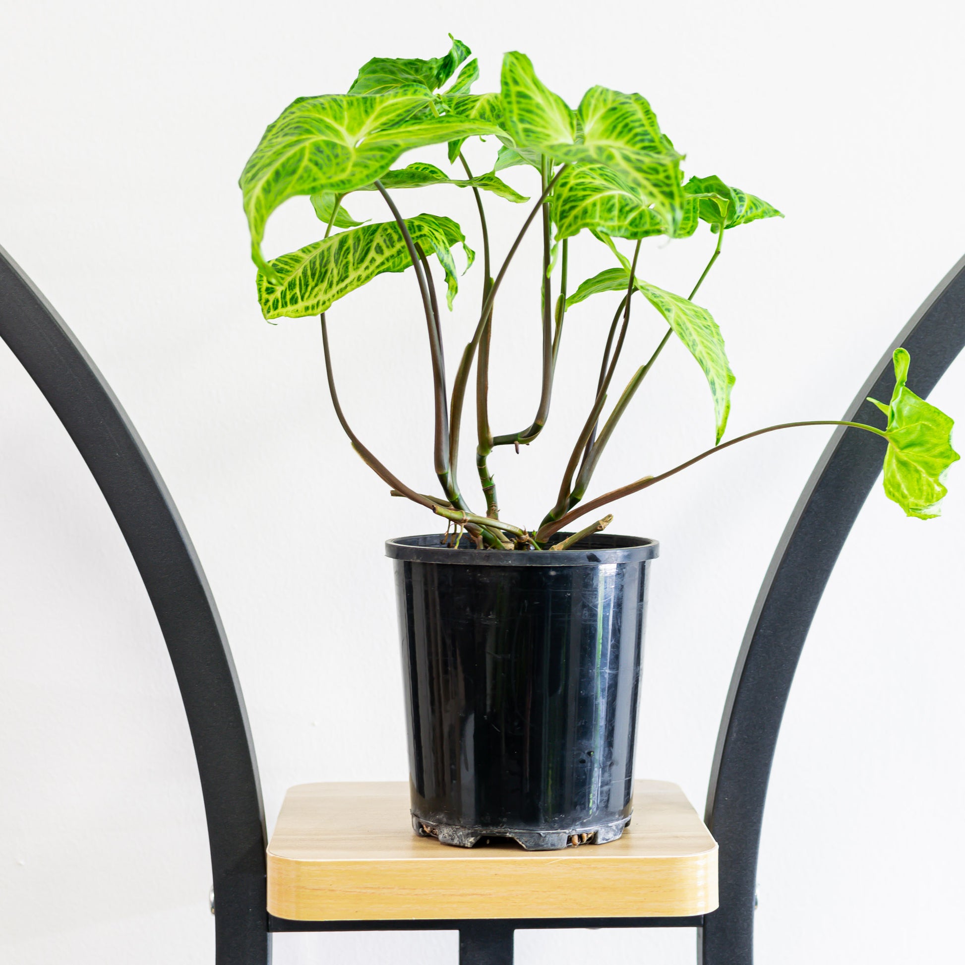 Syngonium Batik | The Plant Boys