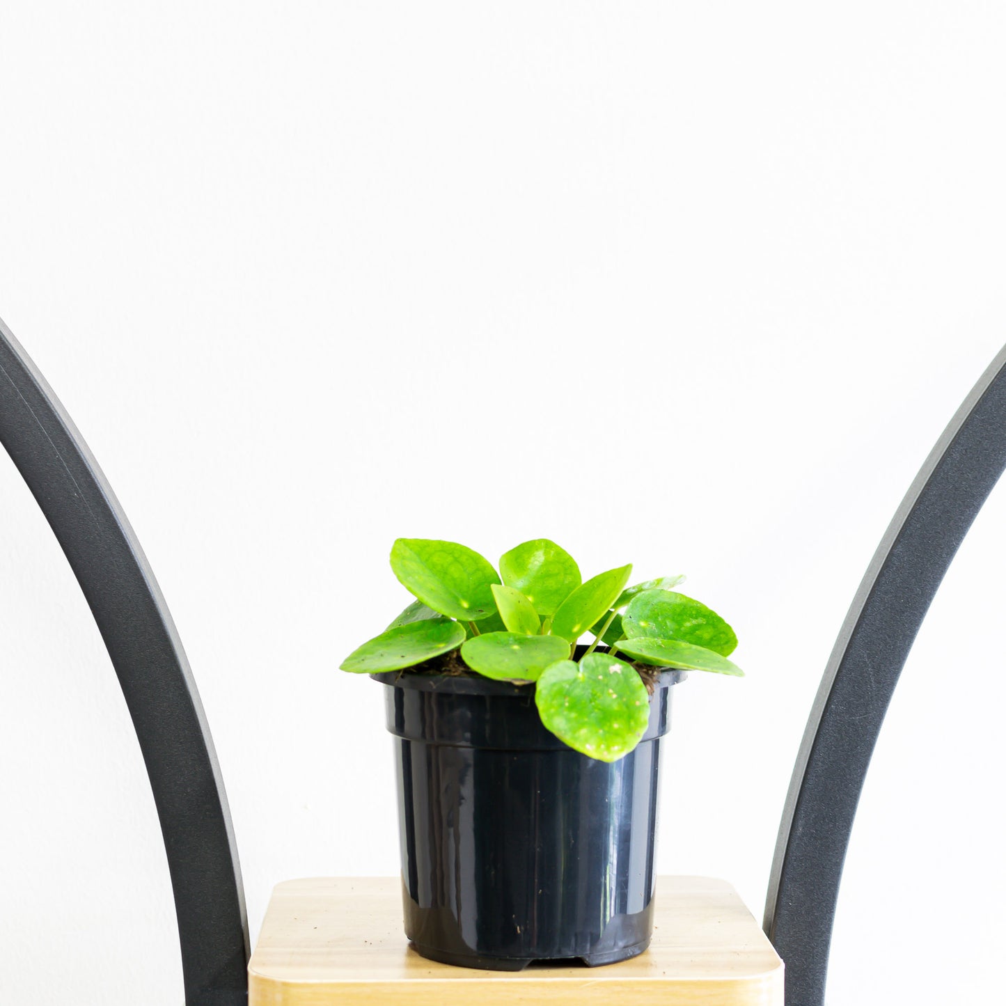 Pilea Chinese Money Plant