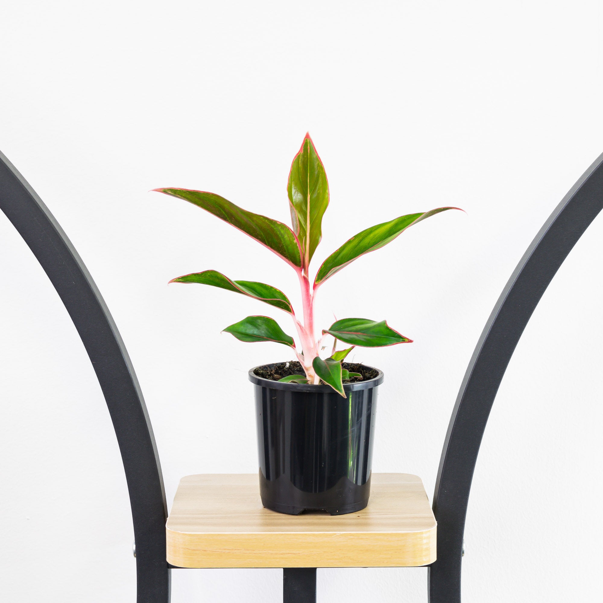 sapphire aglaonema Aglaonema Sapphire – The Plant Boys