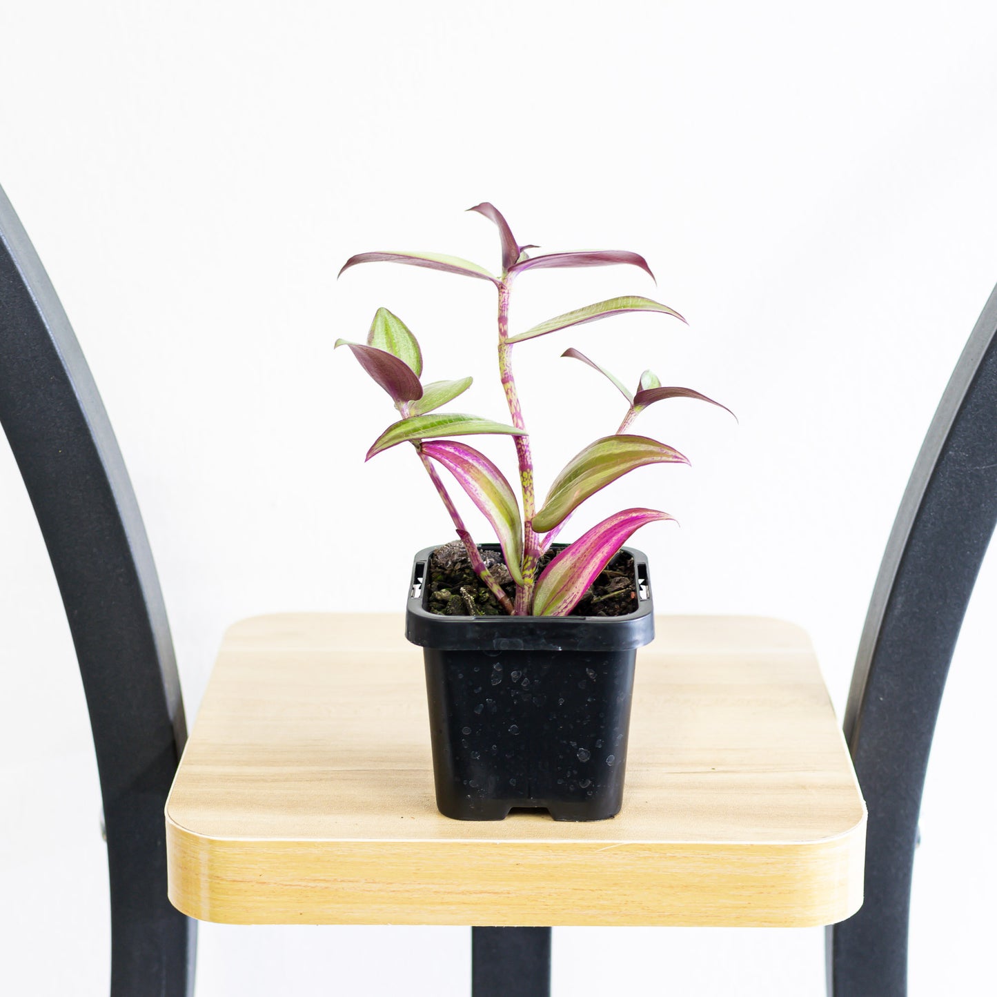 Tradescantia Zebrina