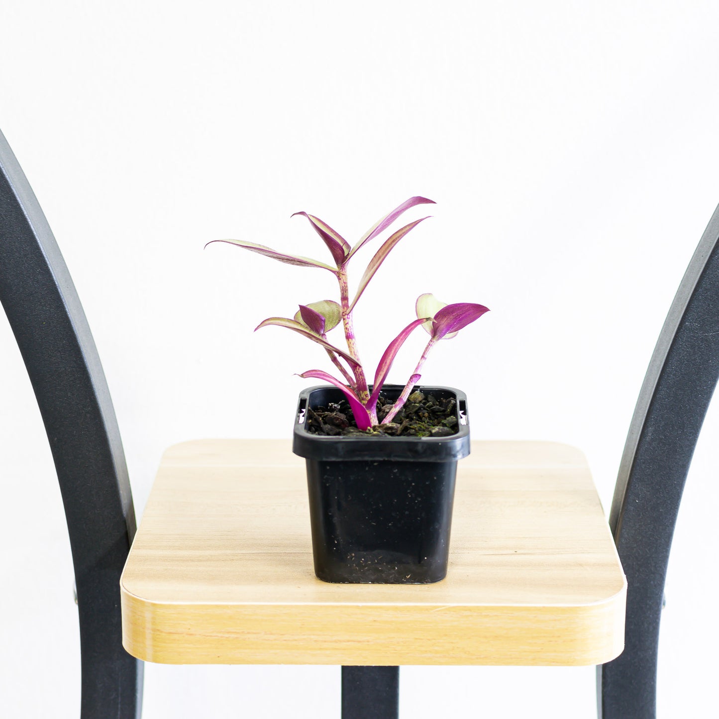 Tradescantia Zebrina