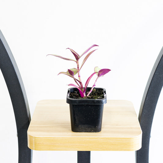 Tradescantia Zebrina