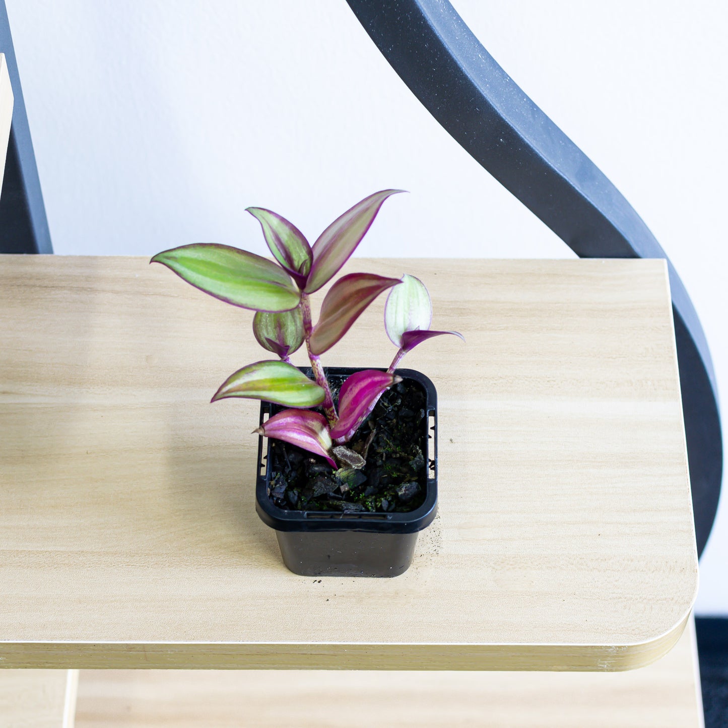 Tradescantia Zebrina