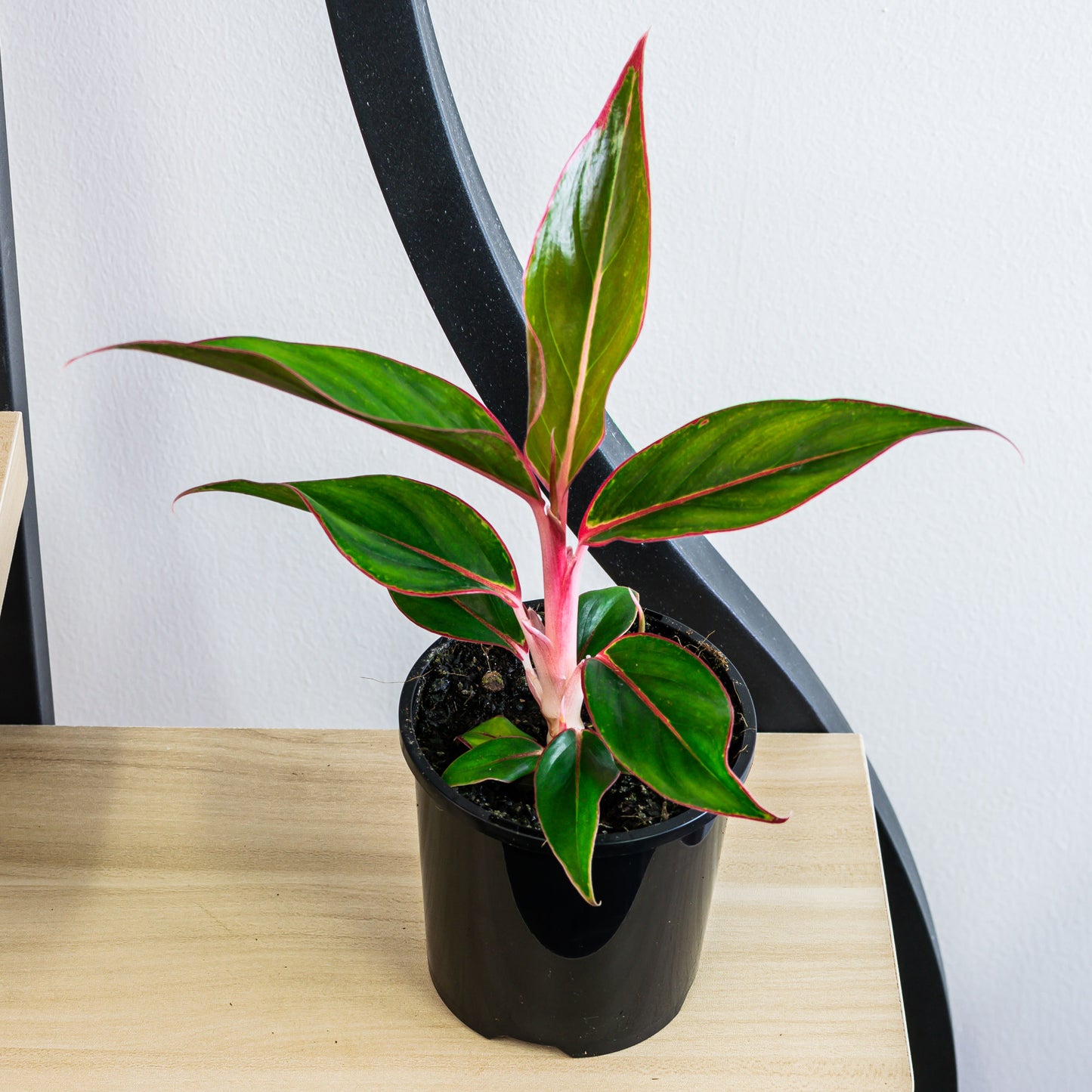 Aglaonema Sapphire