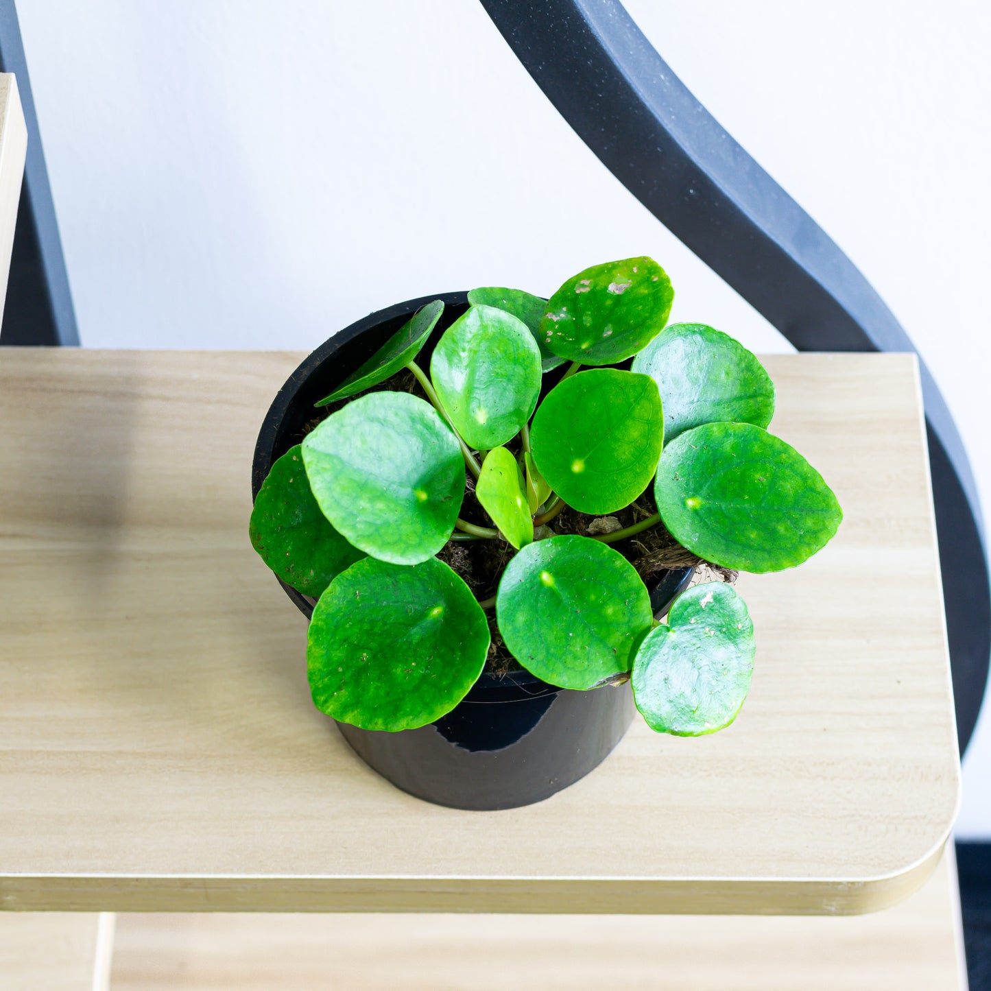 Pilea Chinese Money Plant