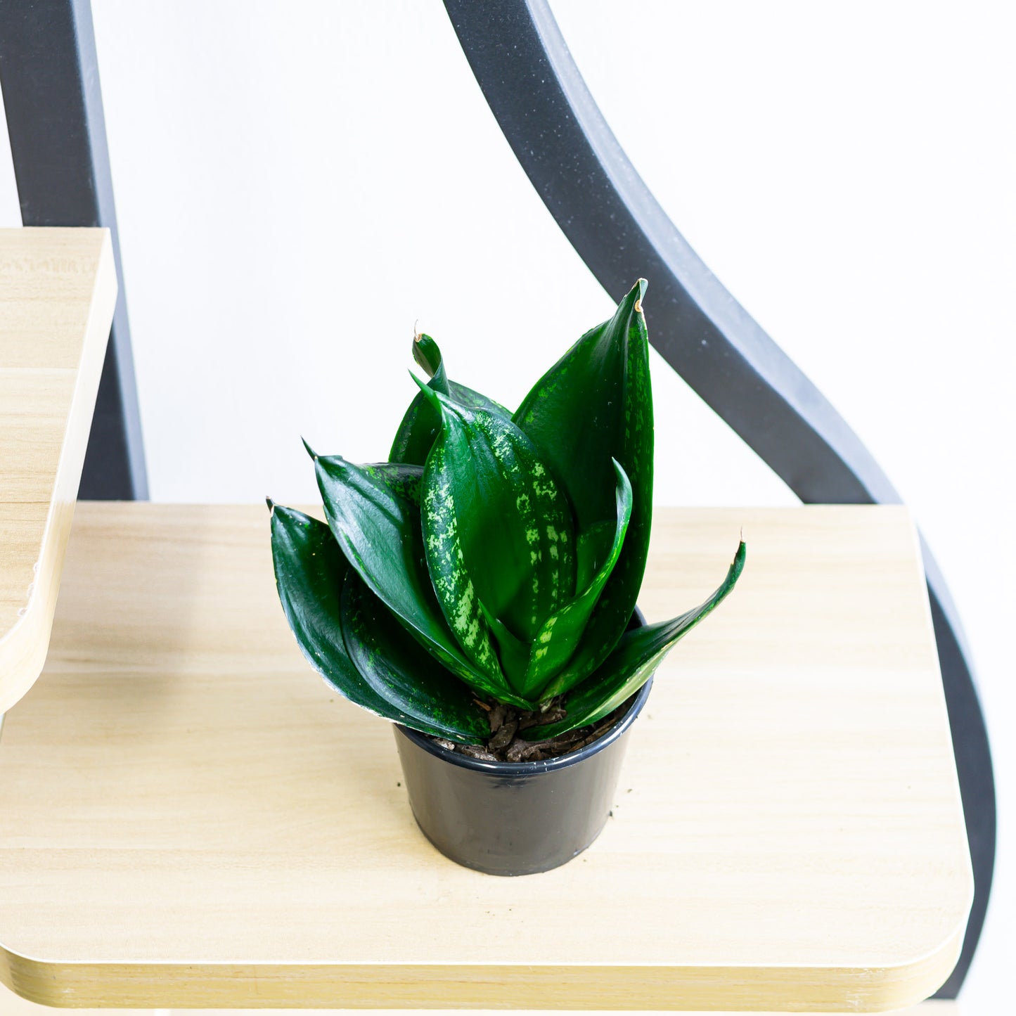 Sansevieria Whitney Hahnii
