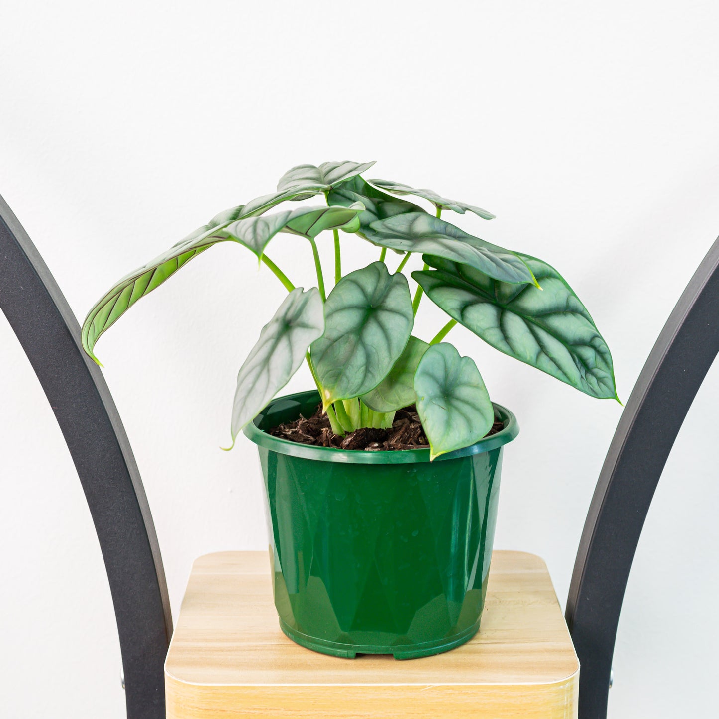 Alocasia Silver Dragon