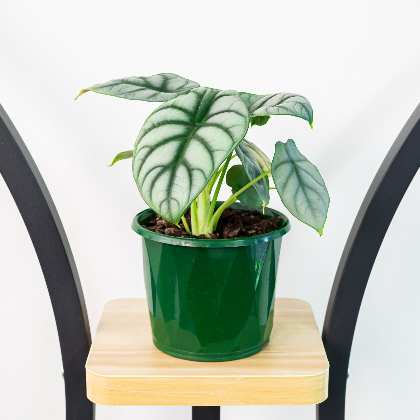 Alocasia Silver Dragon