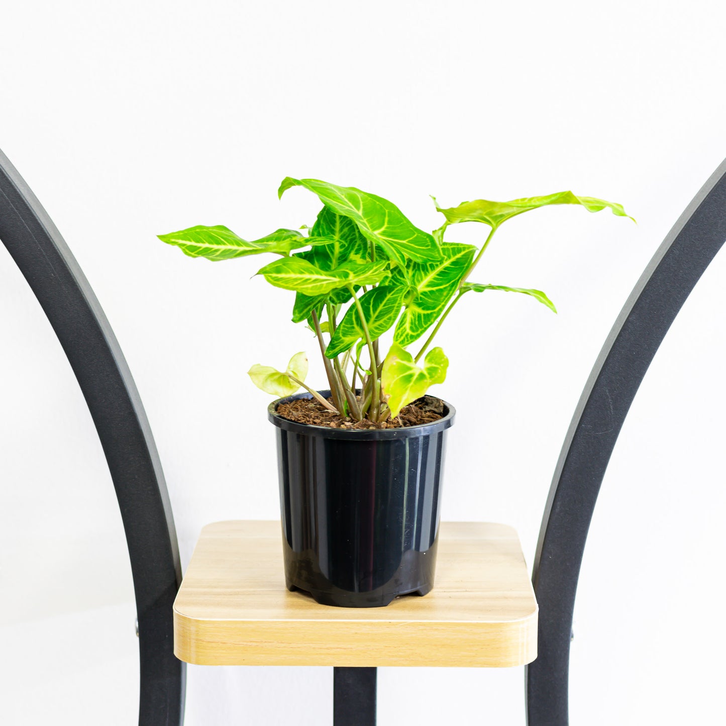 Syngonium Noak | The Plant Boys