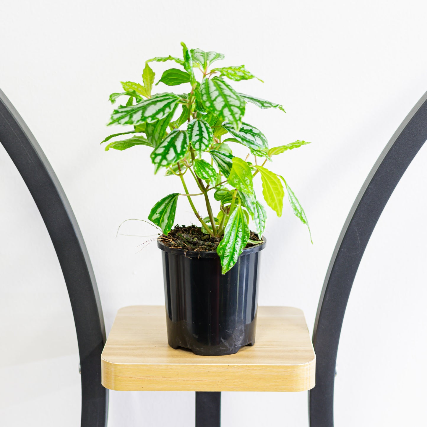 Pilea Cadieri Aluminium Plant | The Plant Boys