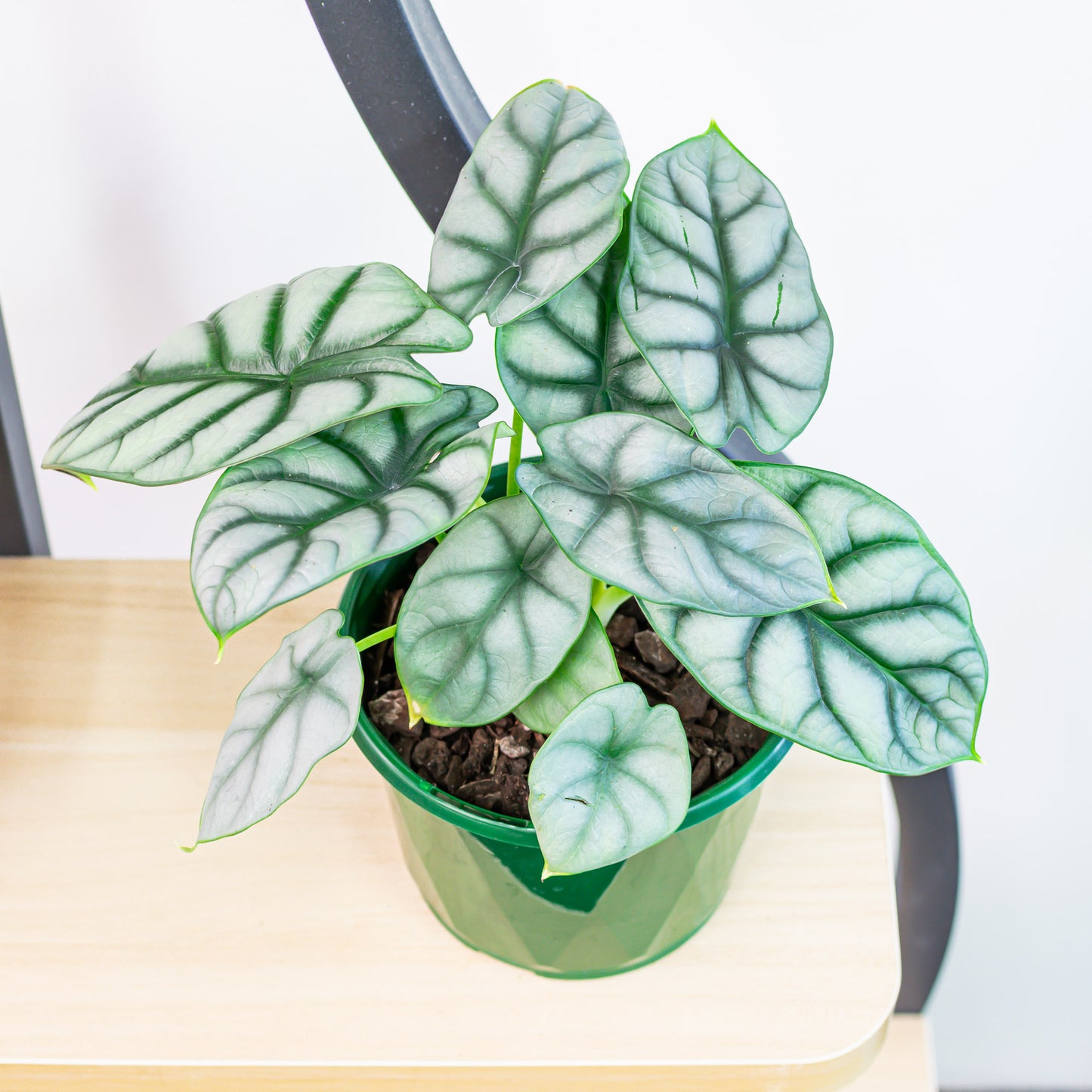 Alocasia Silver Dragon