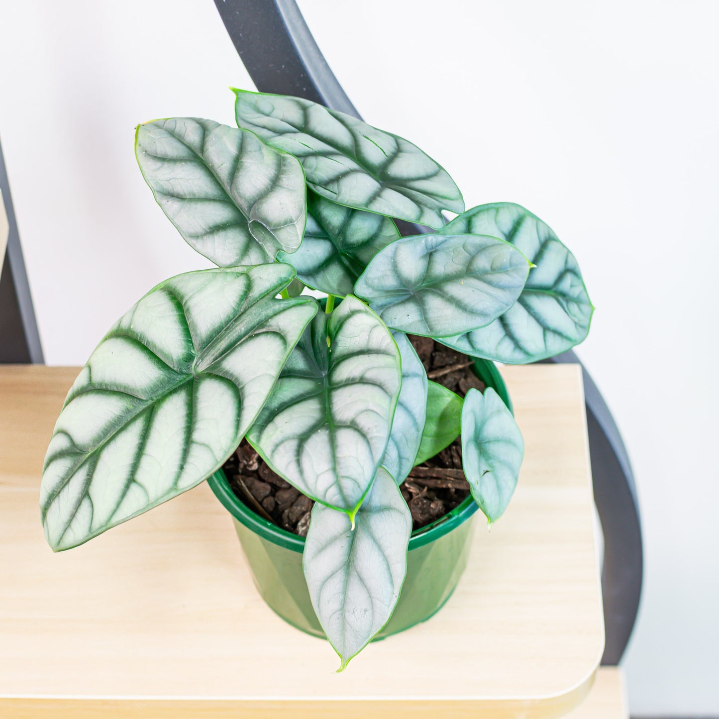 Alocasia Silver Dragon