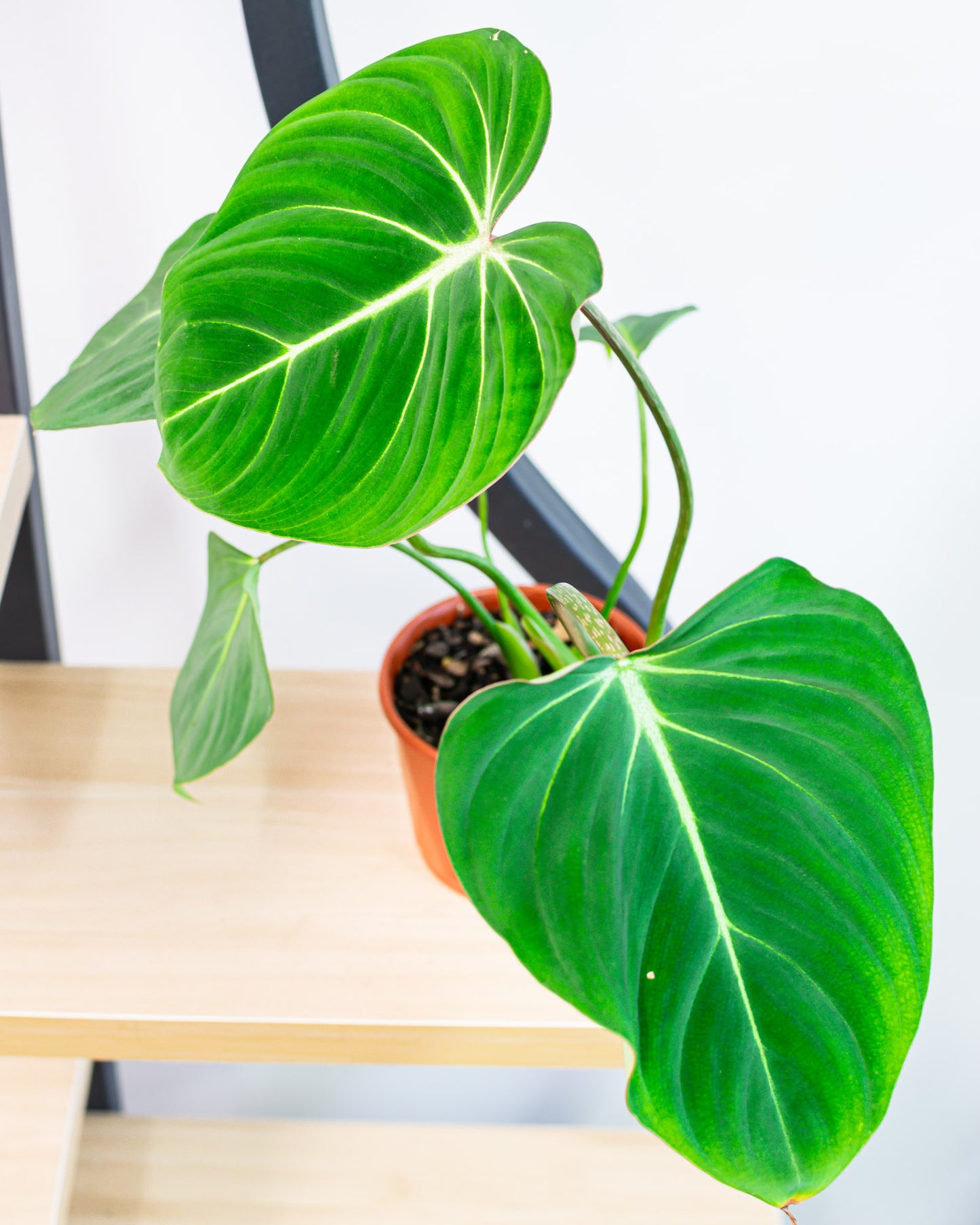 Philodendron Gloriosum