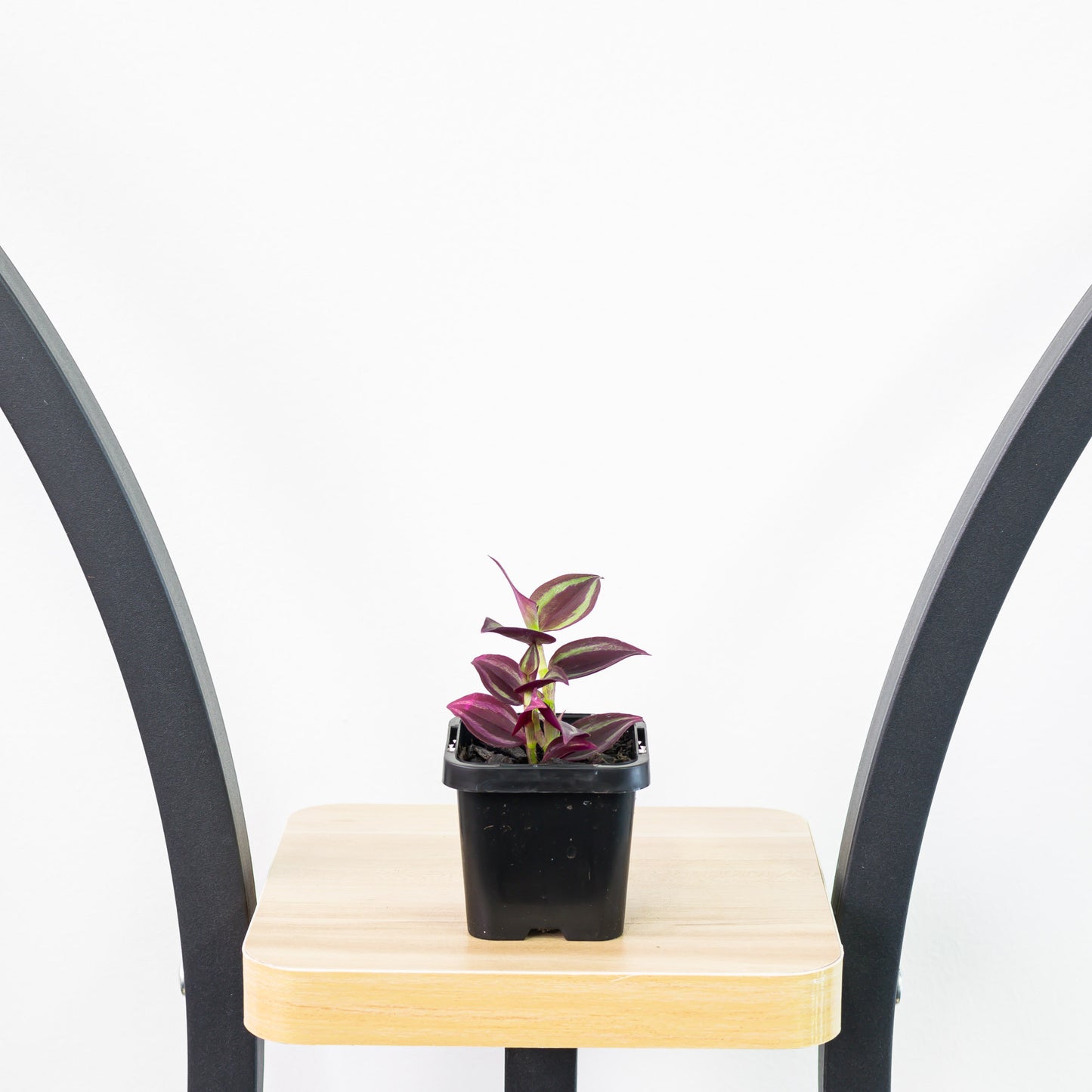 Tradescantia Zebrina Purple