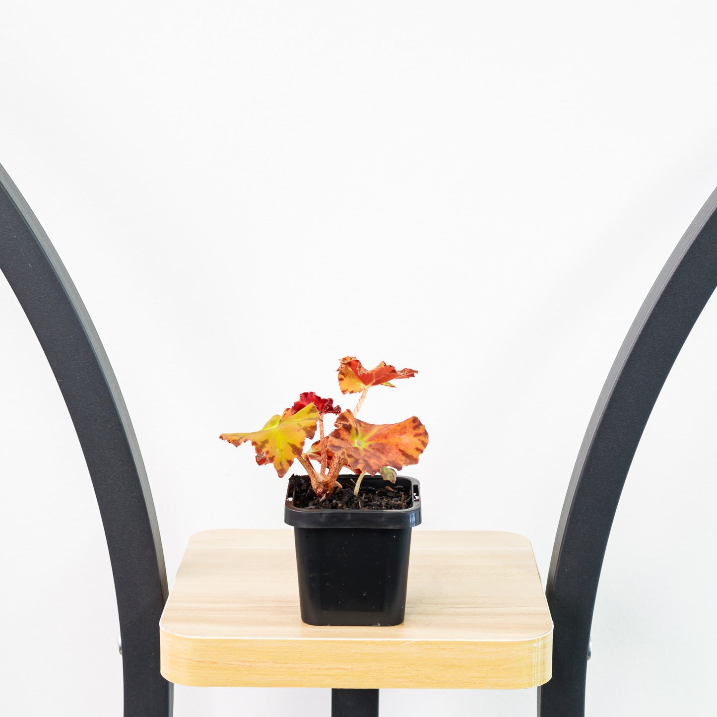 Begonia Sunset Blaze