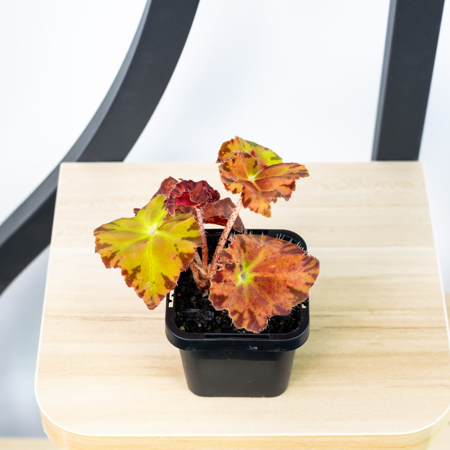 Begonia Sunset Blaze