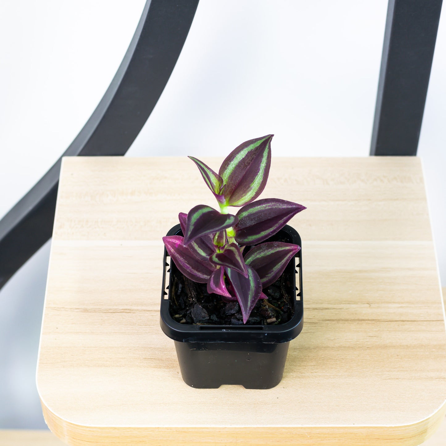 Tradescantia Zebrina Purple