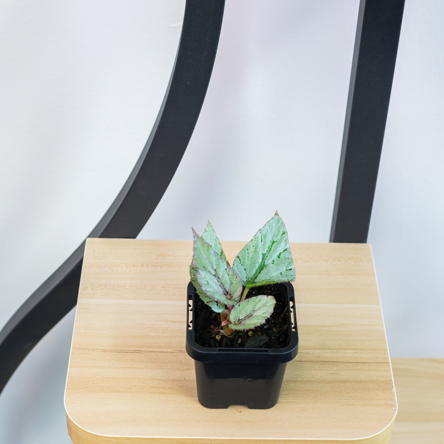 Begonia Mini Silver