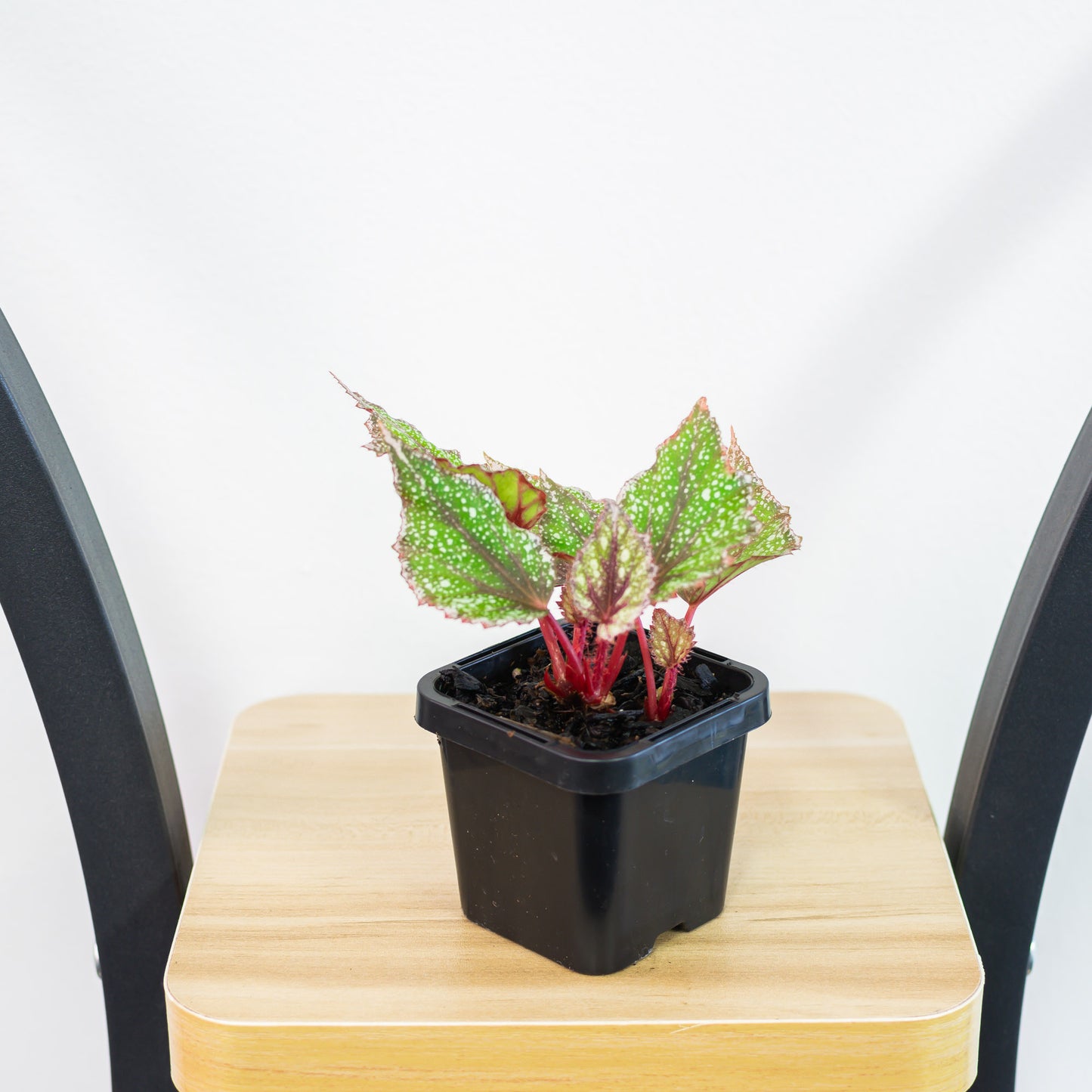 Begonia Speckles