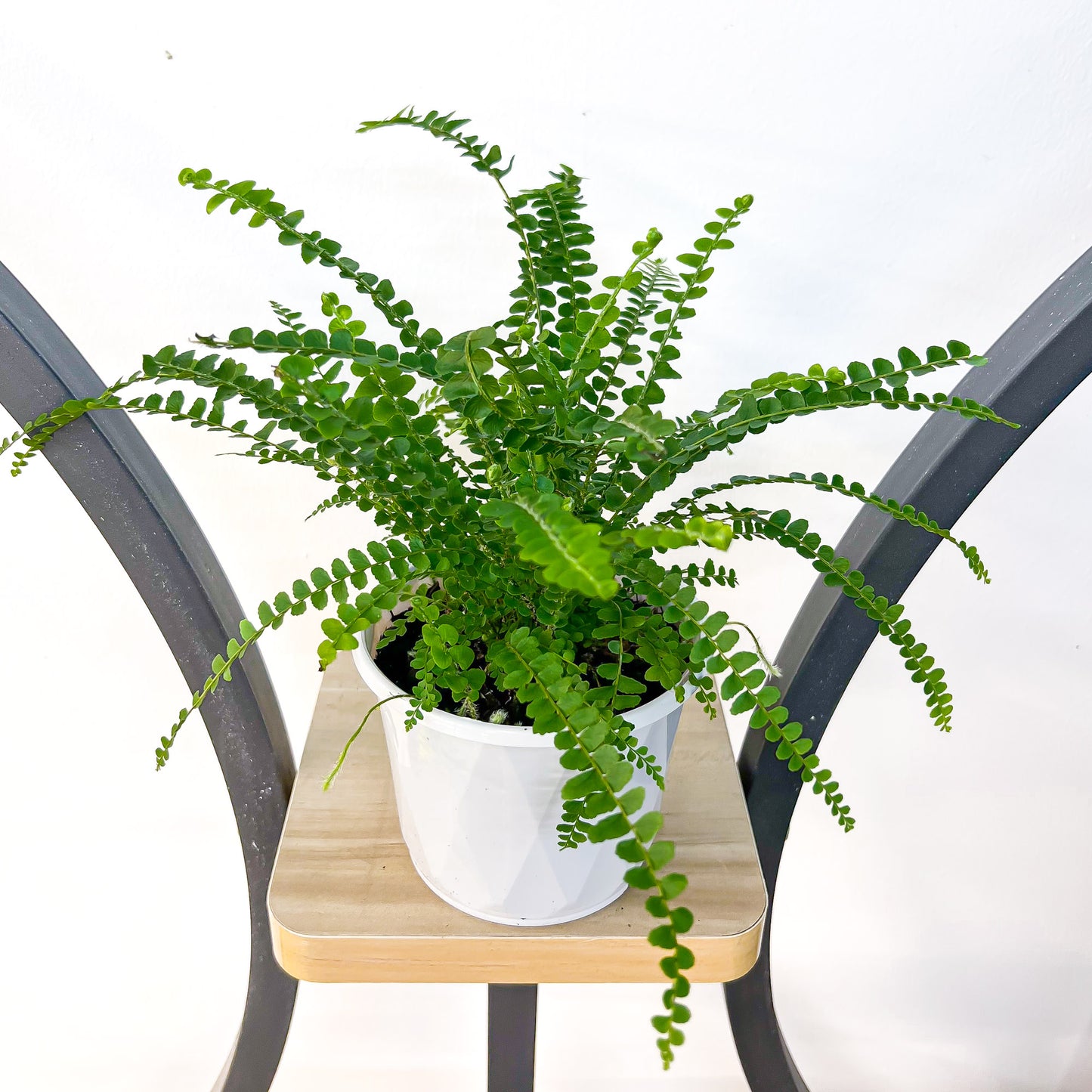 Nephrolepis Cordifolia Duffii Lemon Button Fern | The Plant Boys