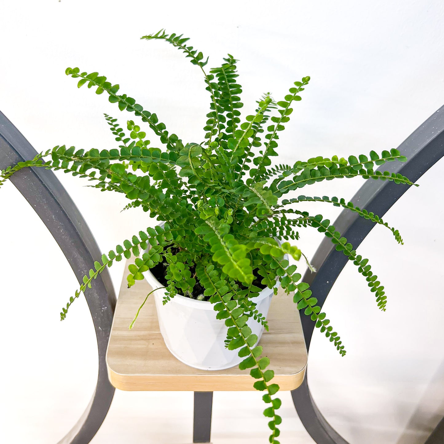 Nephrolepis Cordifolia Duffii Lemon Button Fern | The Plant Boys