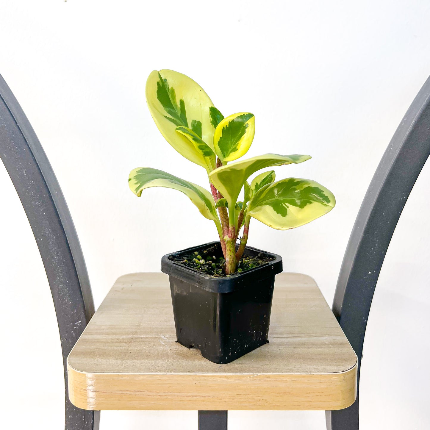 Peperomia Obtusifolia Variegata Albomarginata | The Plant Boys