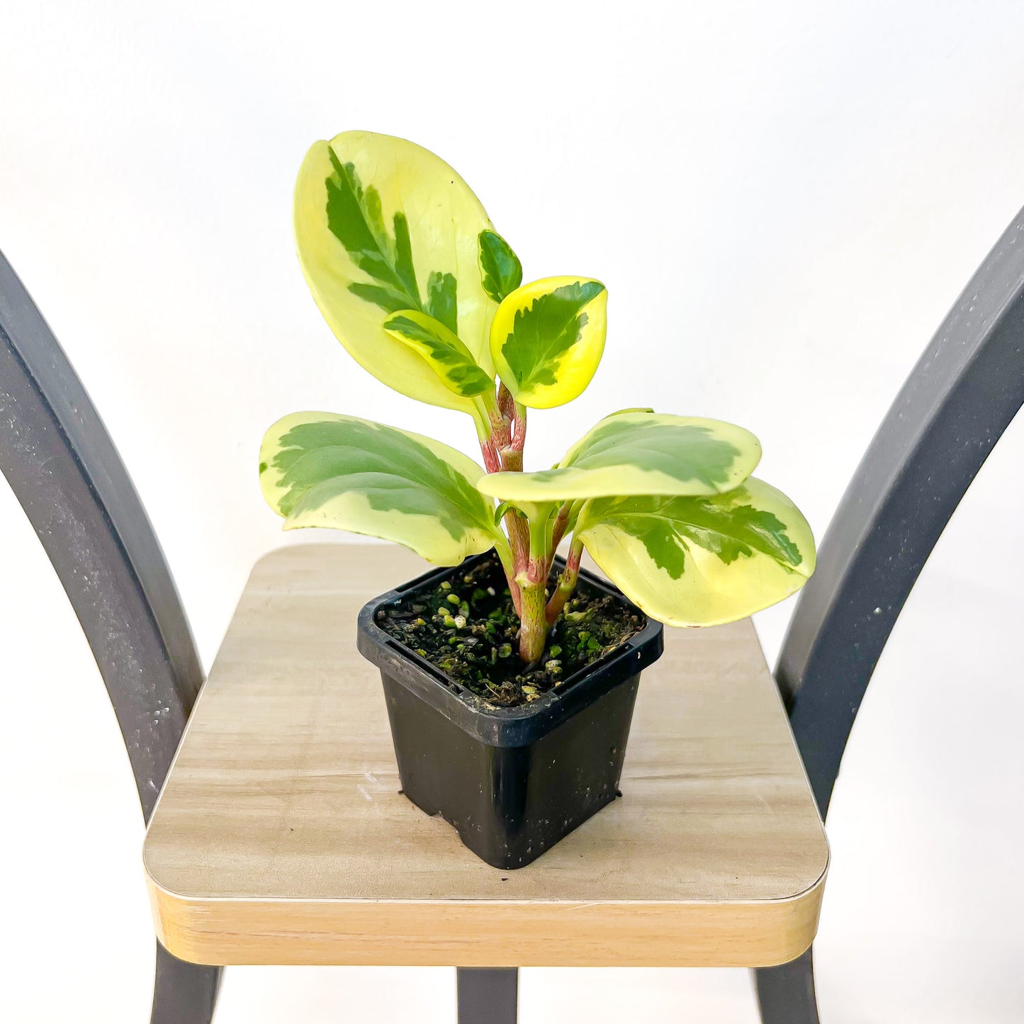 Peperomia Obtusifolia Variegata Albomarginata | The Plant Boys
