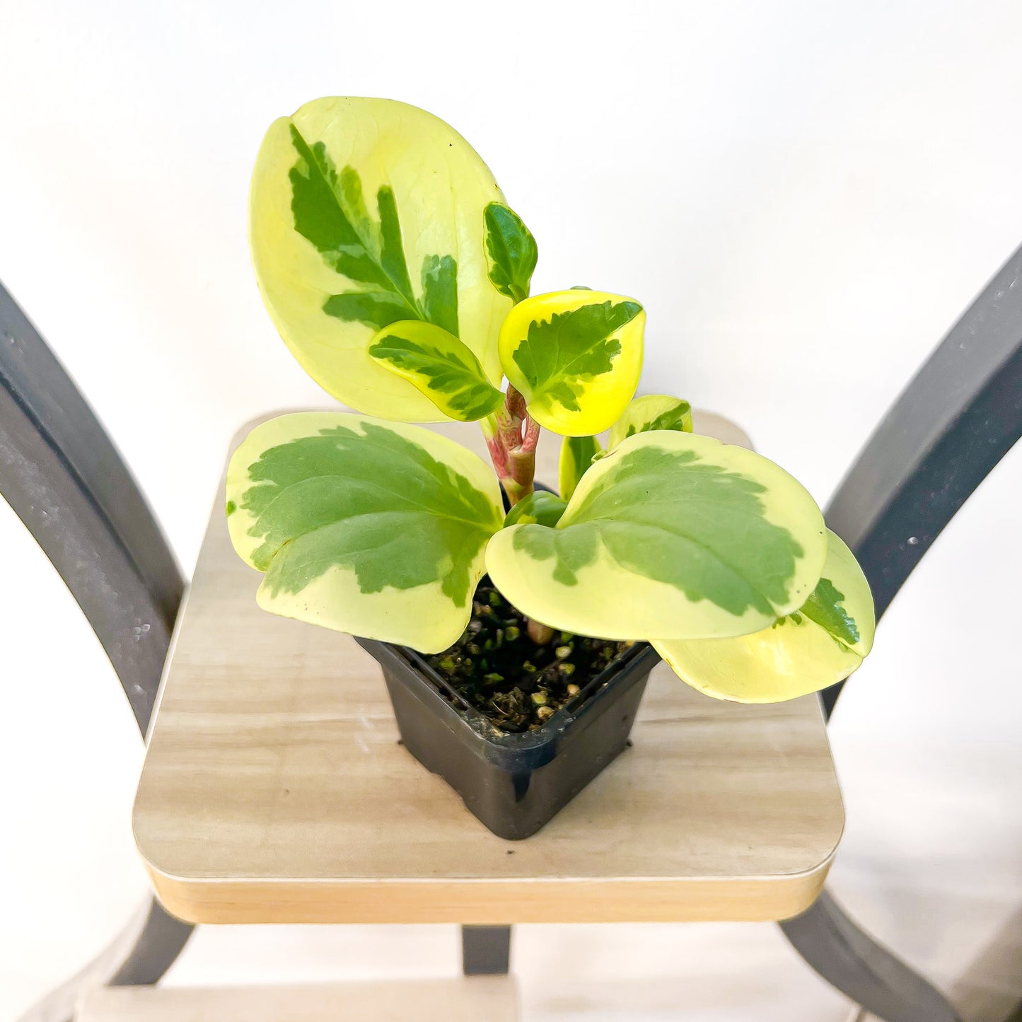 Peperomia Obtusifolia Variegata Albomarginata | The Plant Boys