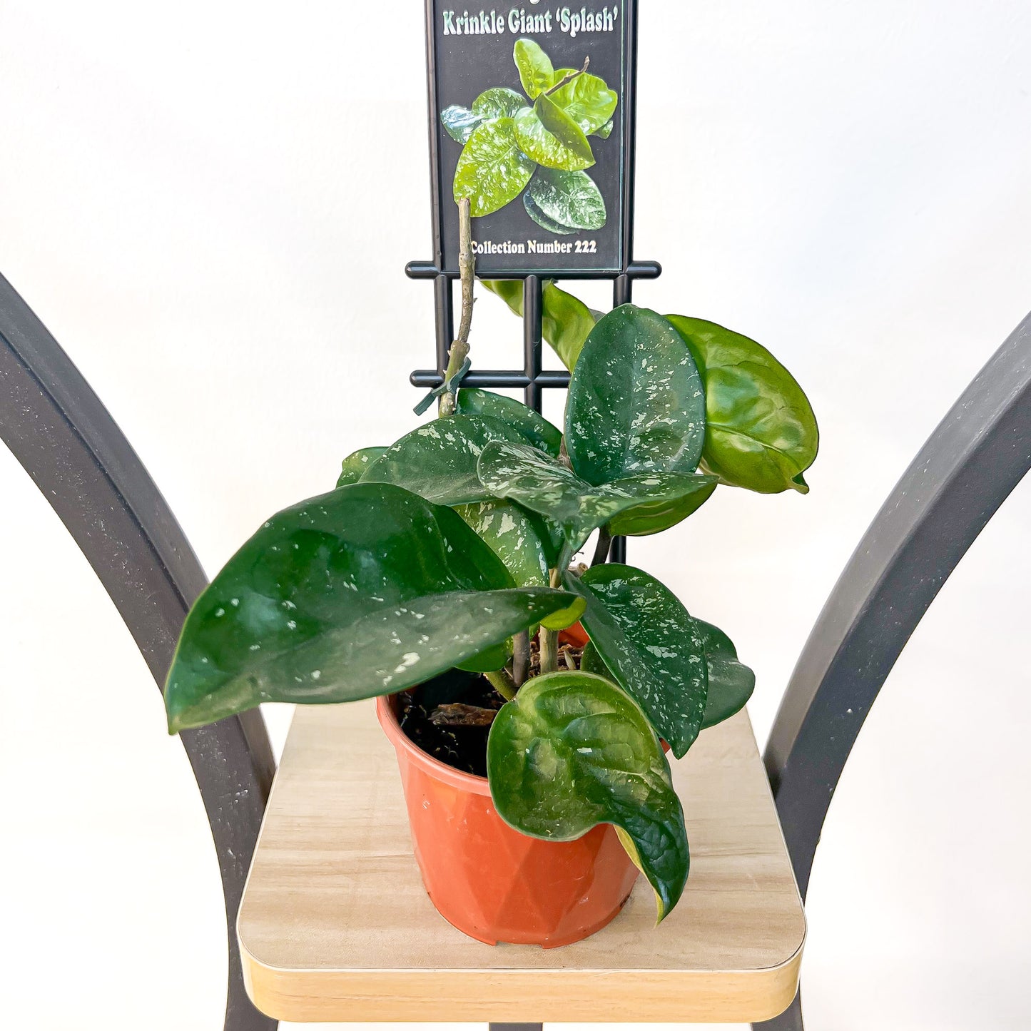 Hoya Krinkle Giant Splash | The Plant Boys