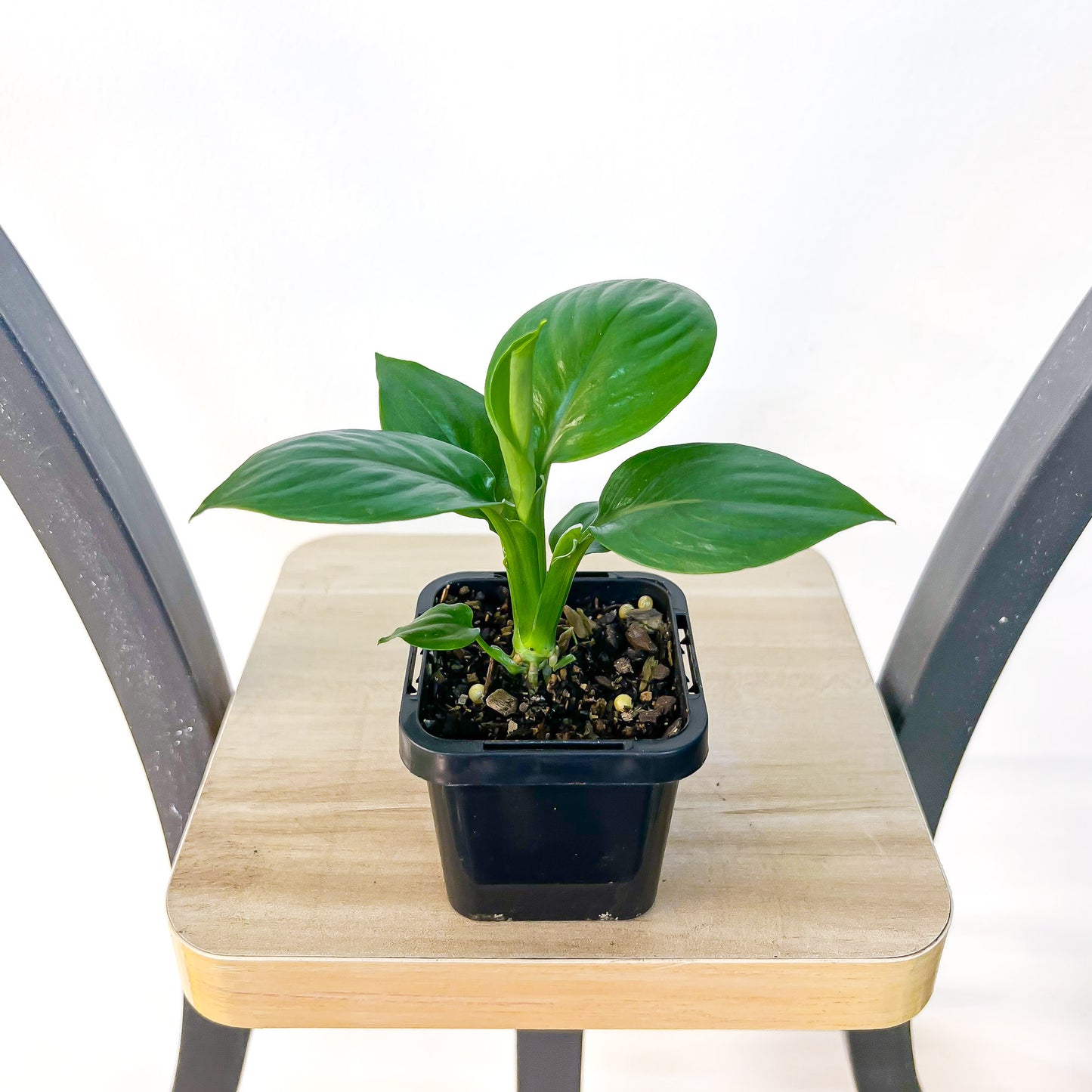 Spathiphyllum Dwarf Sensation Peace Lily | The Plant Boys