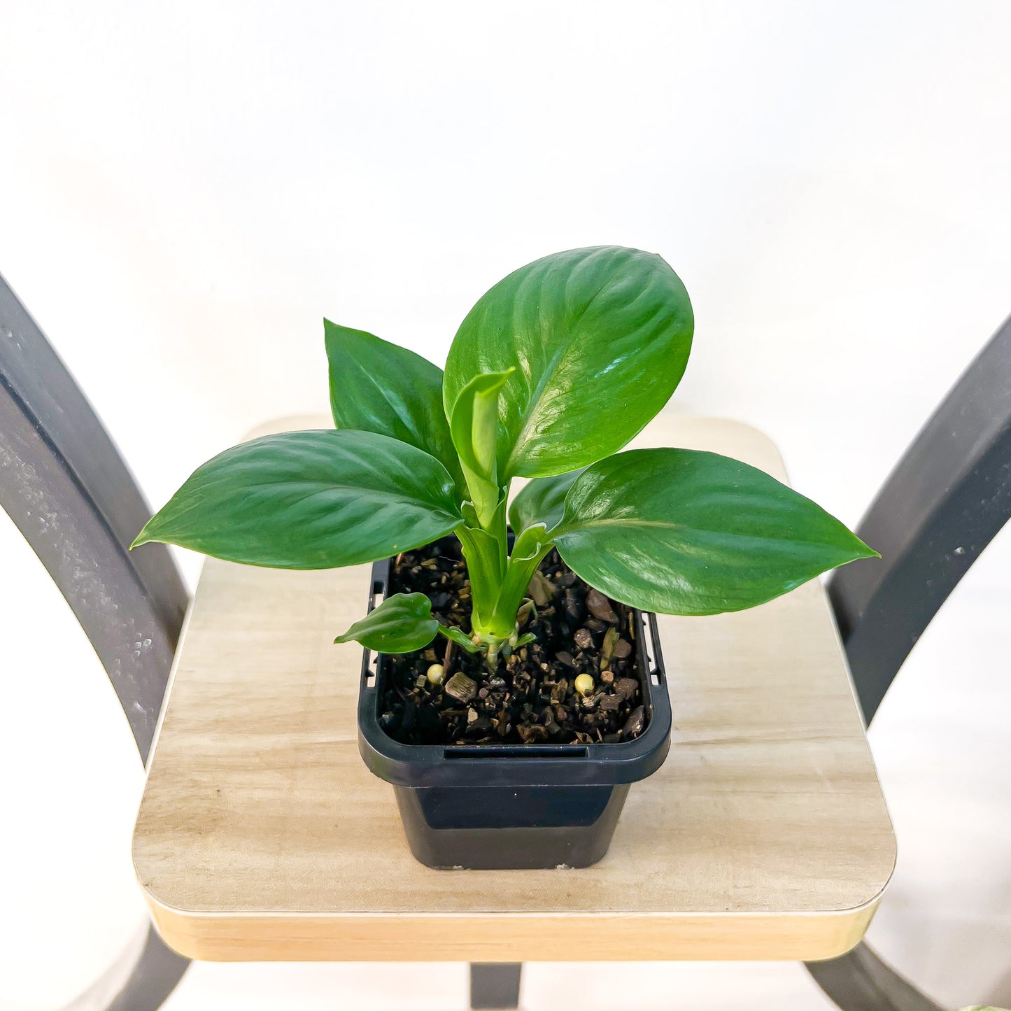 Spathiphyllum Dwarf Sensation Peace Lily | The Plant Boys