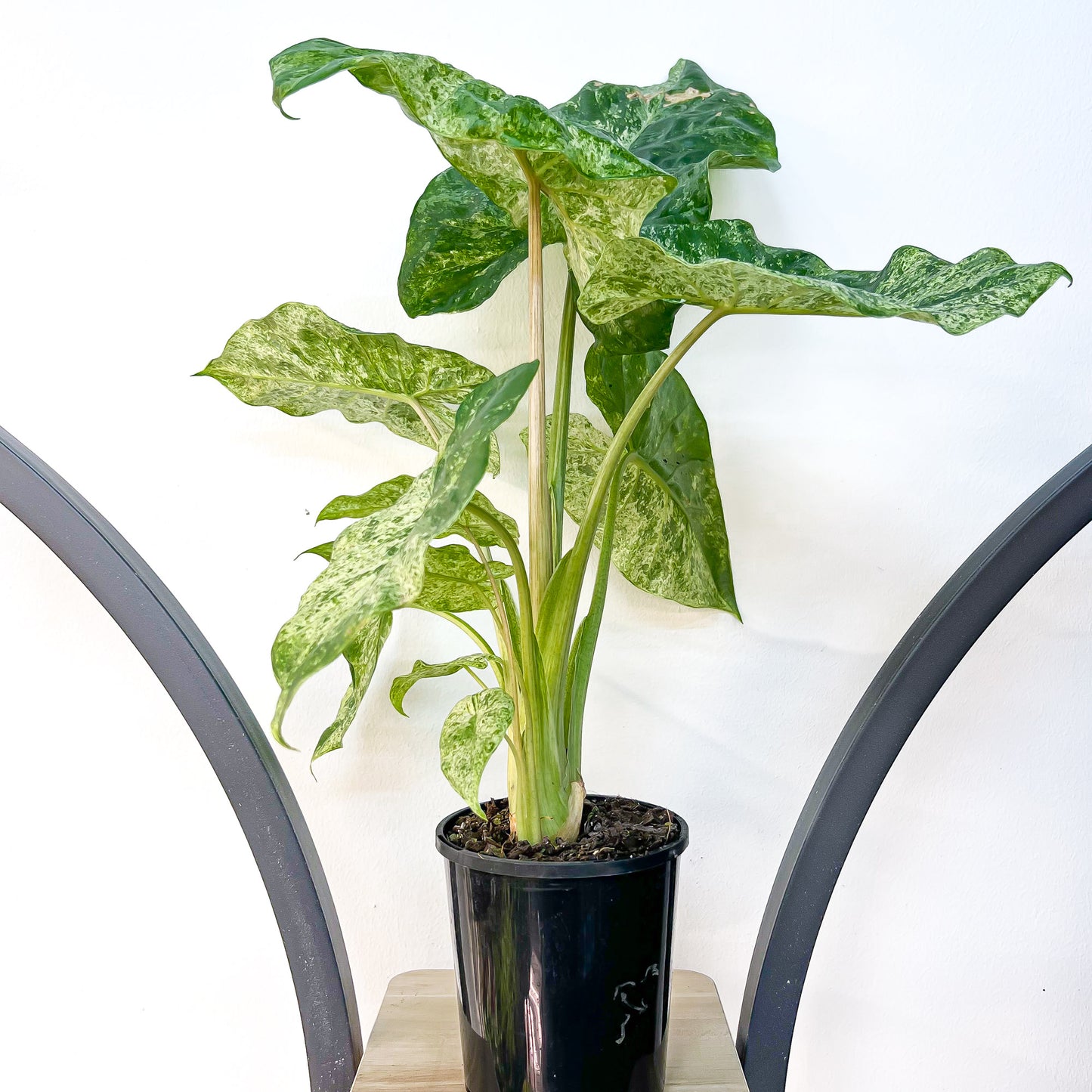 Alocasia Macrorrhizos Splash | The Plant Boys