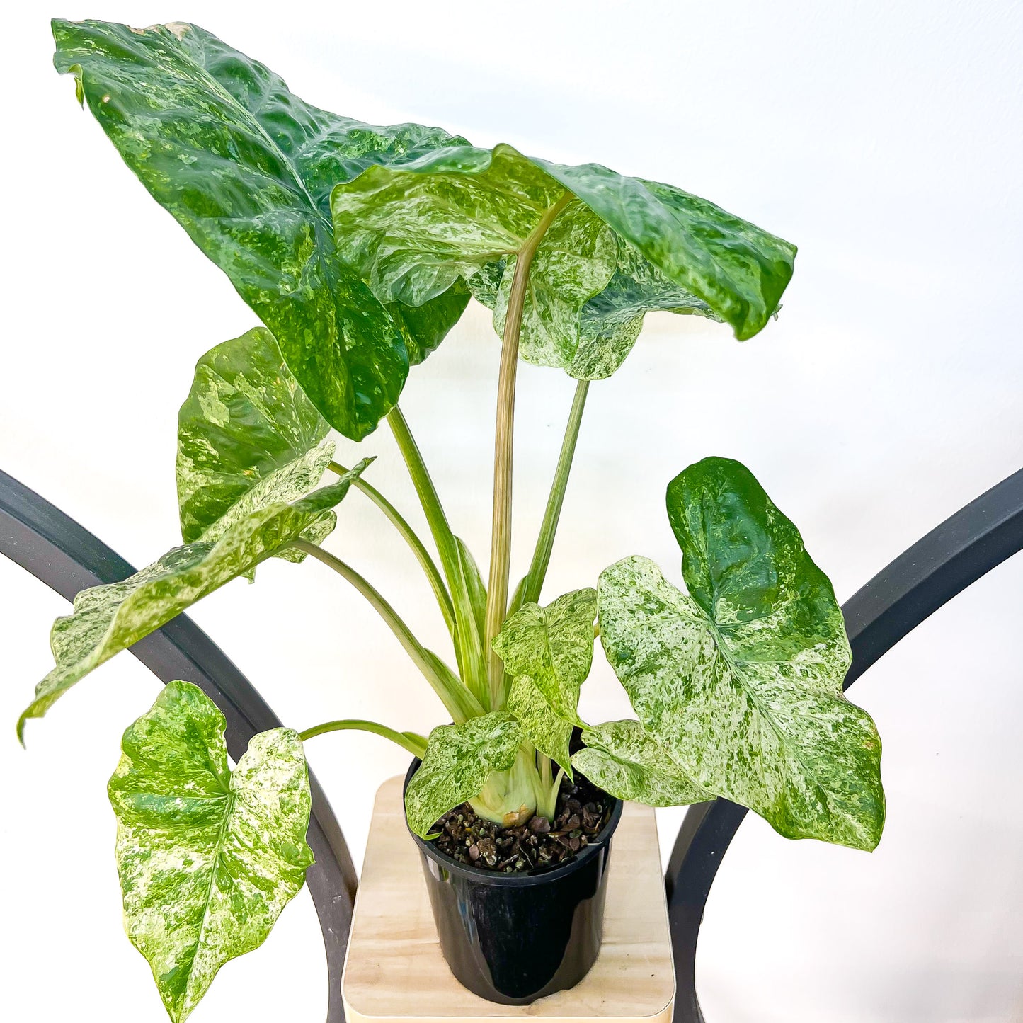 Alocasia Macrorrhizos Splash | The Plant Boys
