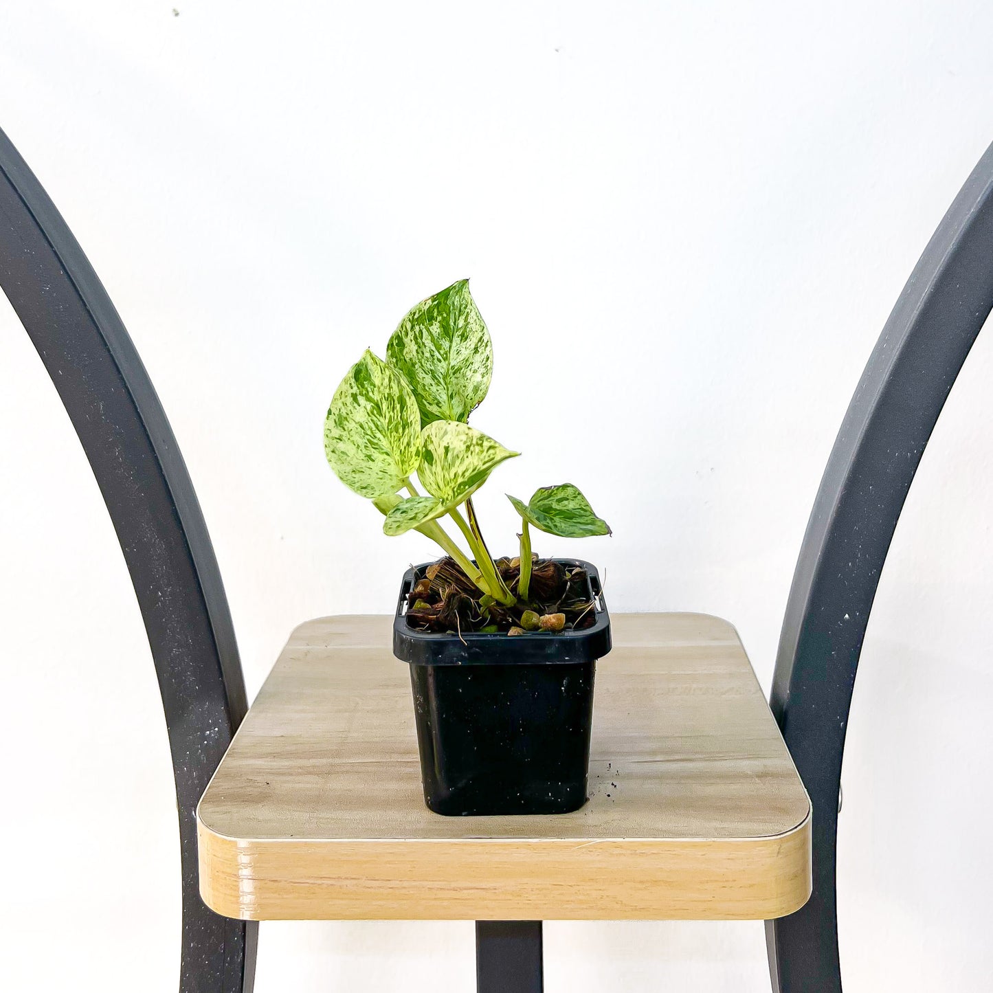 Pothos Marble Queen | The Plant Boys