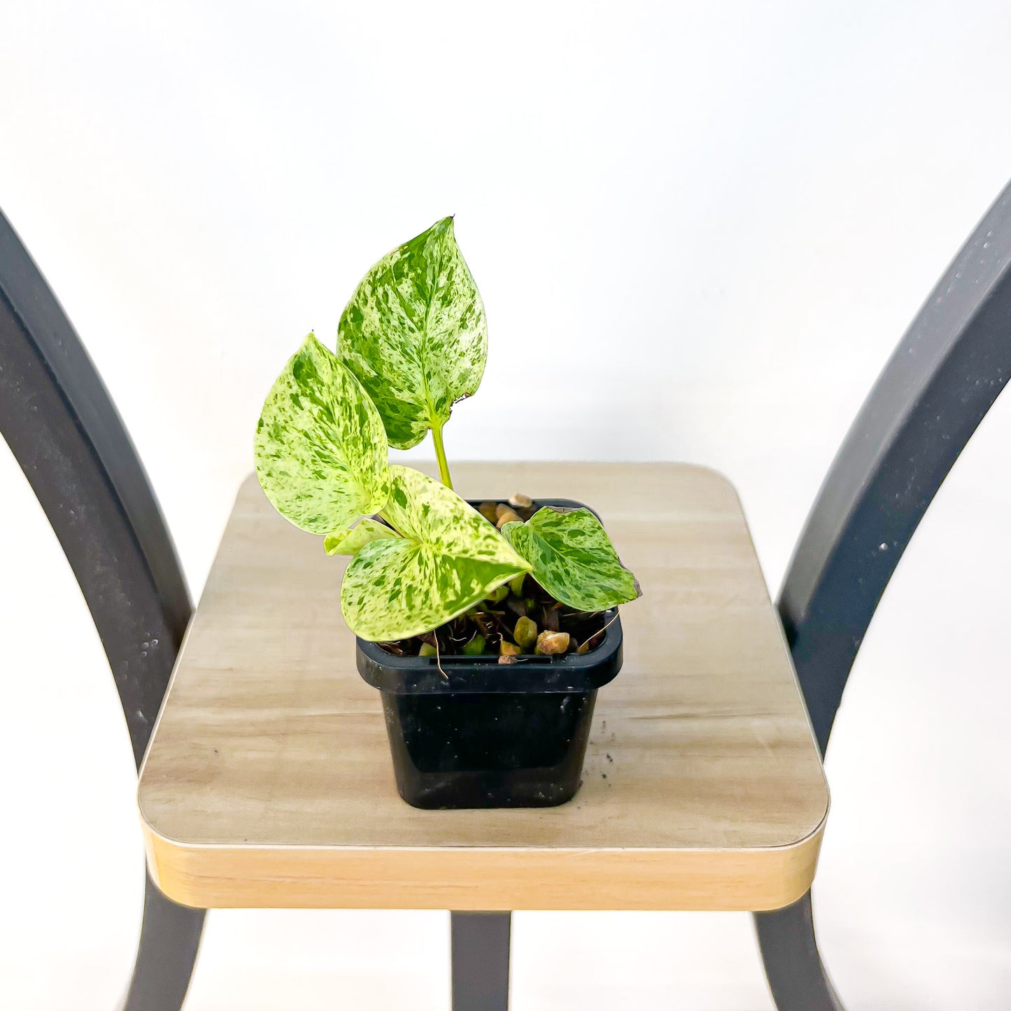 Pothos Marble Queen | The Plant Boys