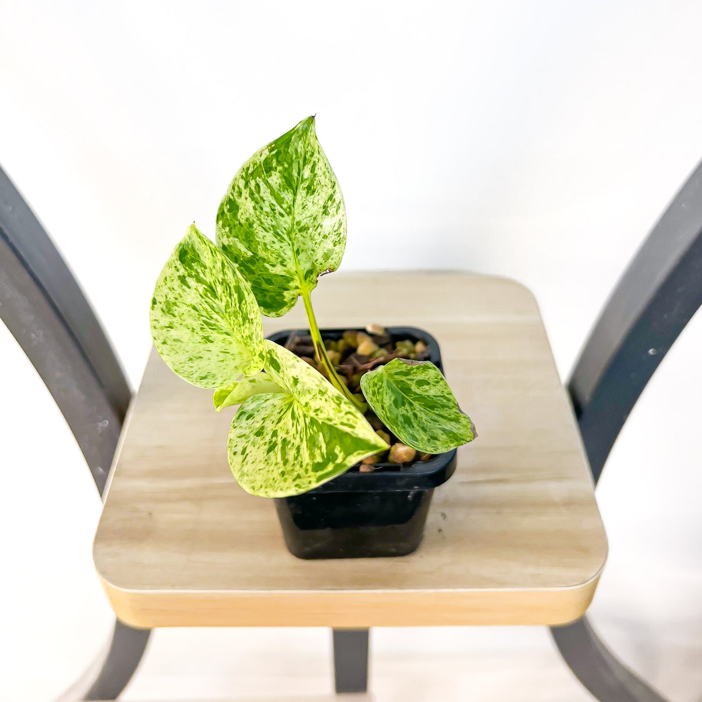 Pothos Marble Queen | The Plant Boys