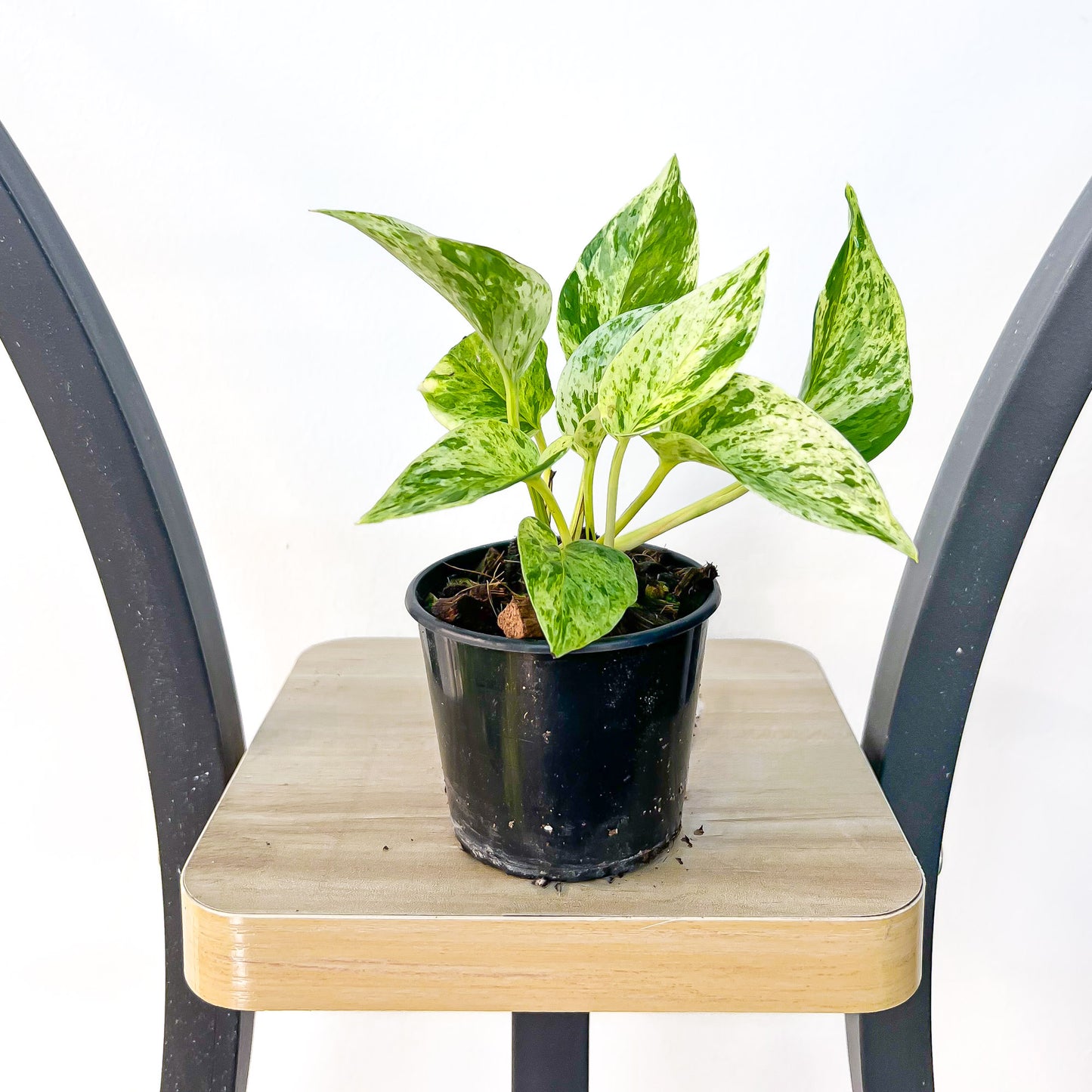 Pothos Marble Queen | The Plant Boys