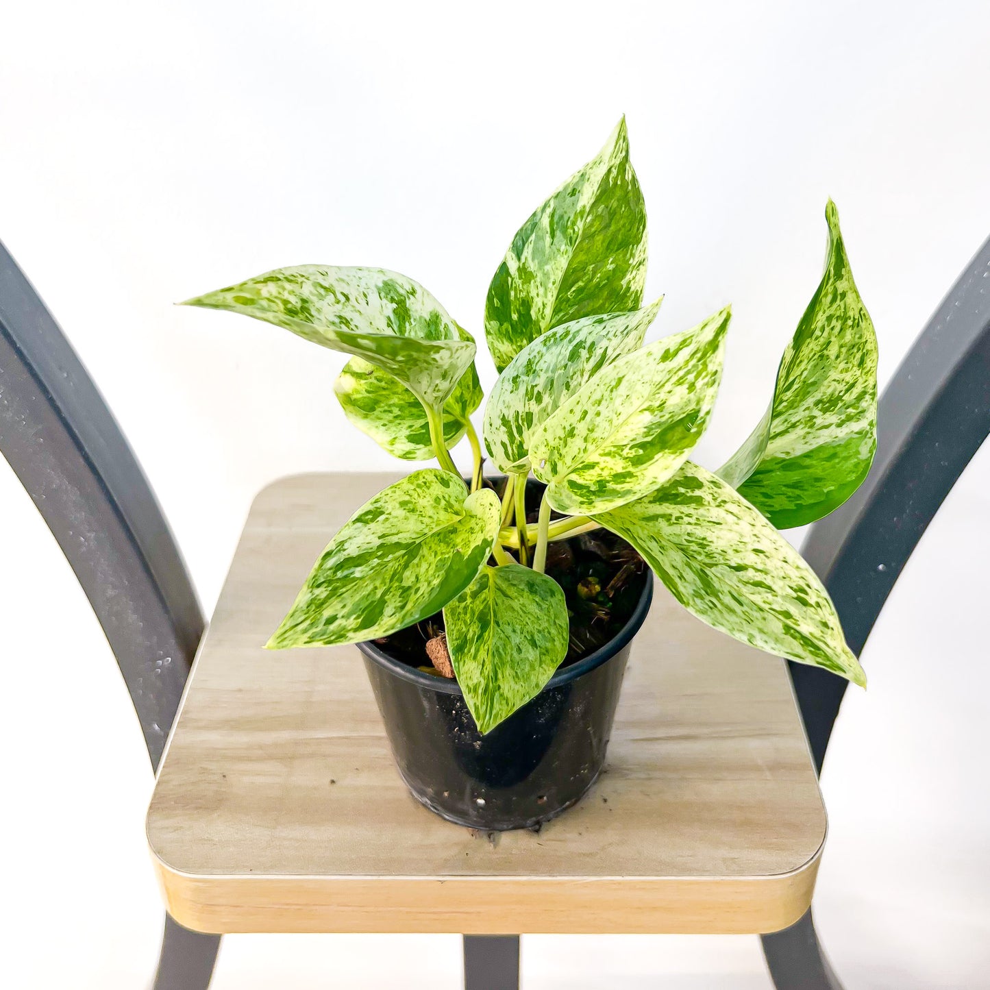 Pothos Marble Queen | The Plant Boys