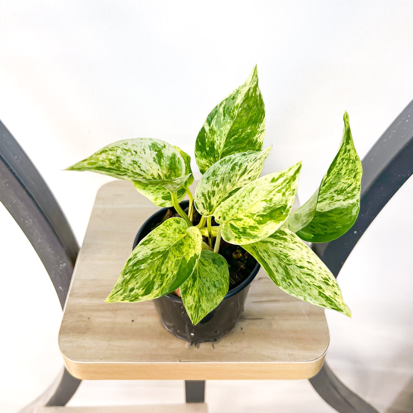 Pothos Marble Queen | The Plant Boys