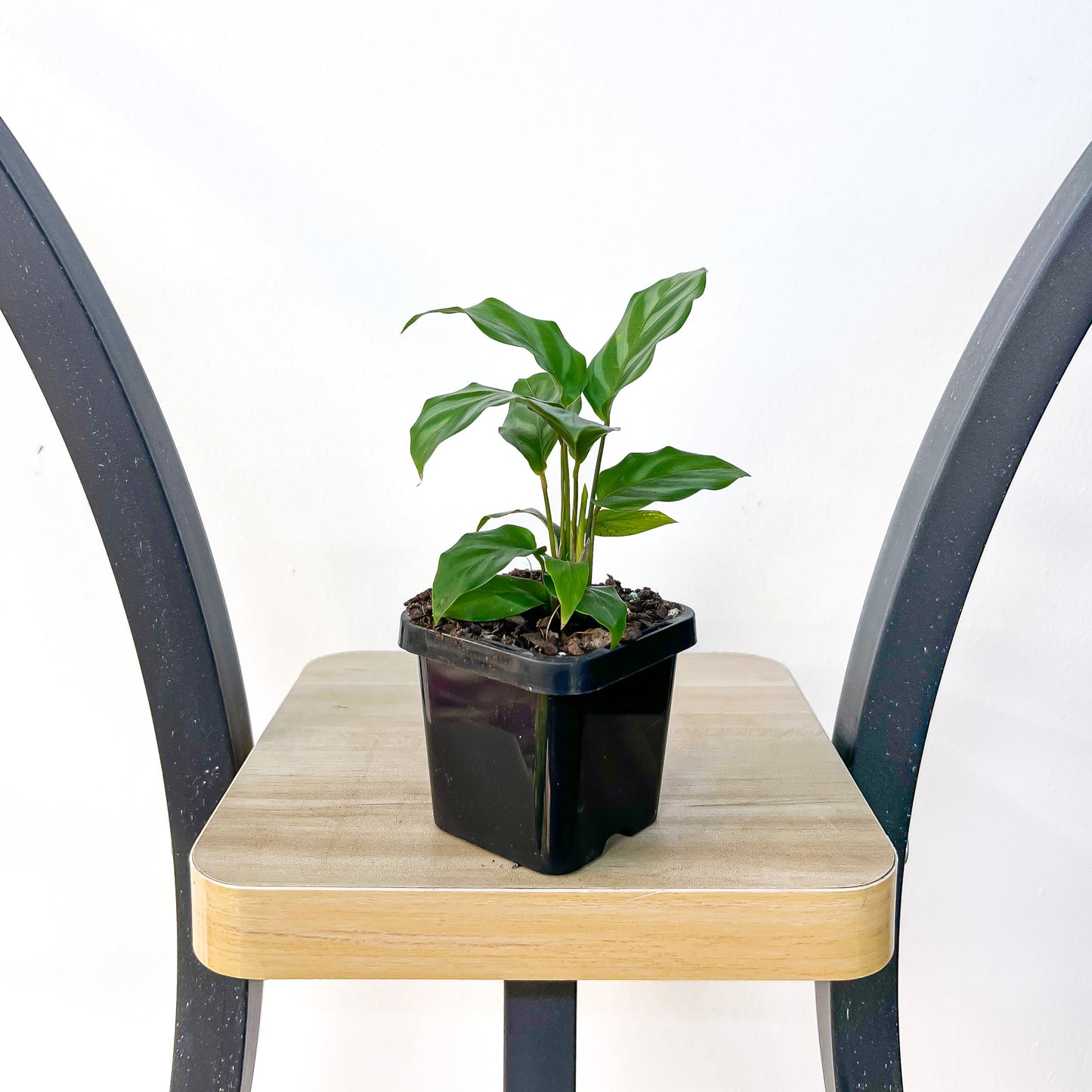 Calathea Freddy | The Plant Boys