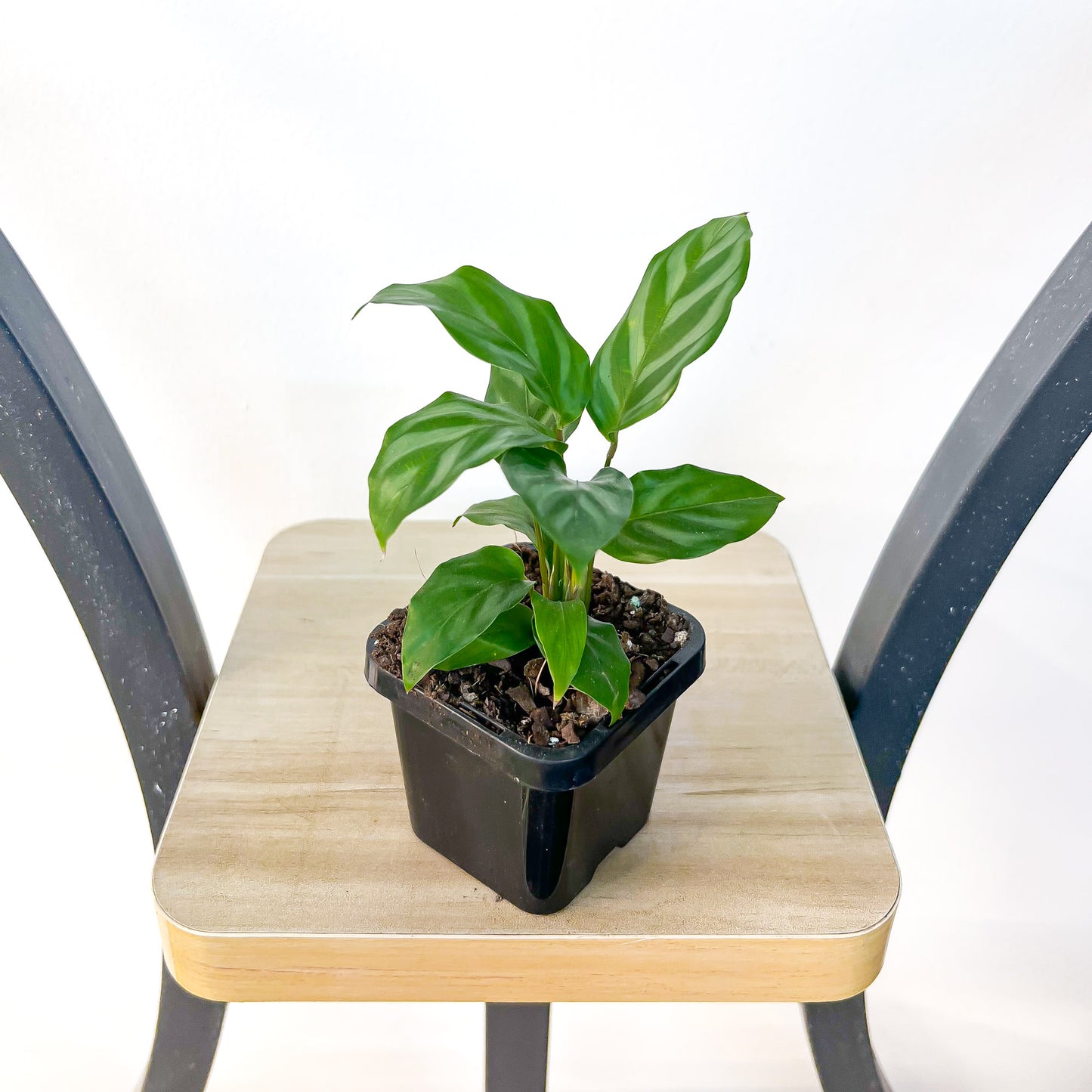 Calathea Freddy | The Plant Boys