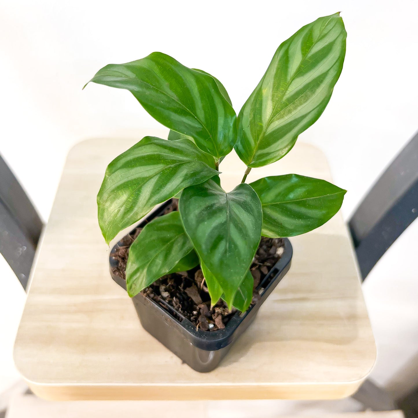 Calathea Freddy | The Plant Boys