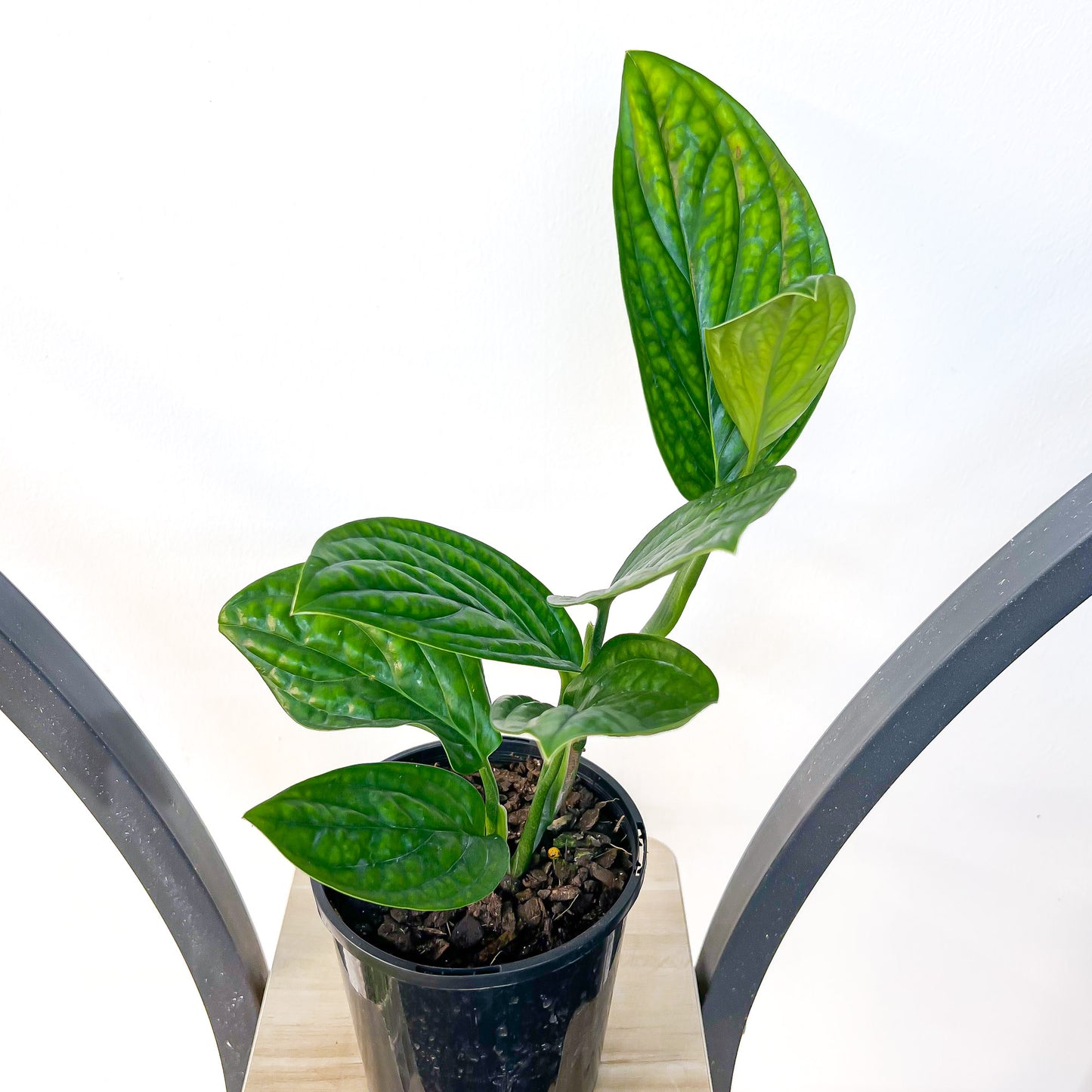 Monstera Karstenianum Peru | The Plant Boys