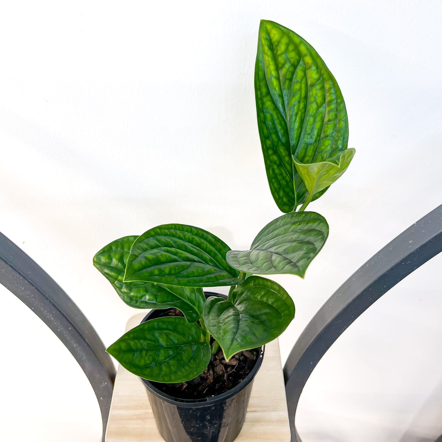 Monstera Karstenianum Peru | The Plant Boys