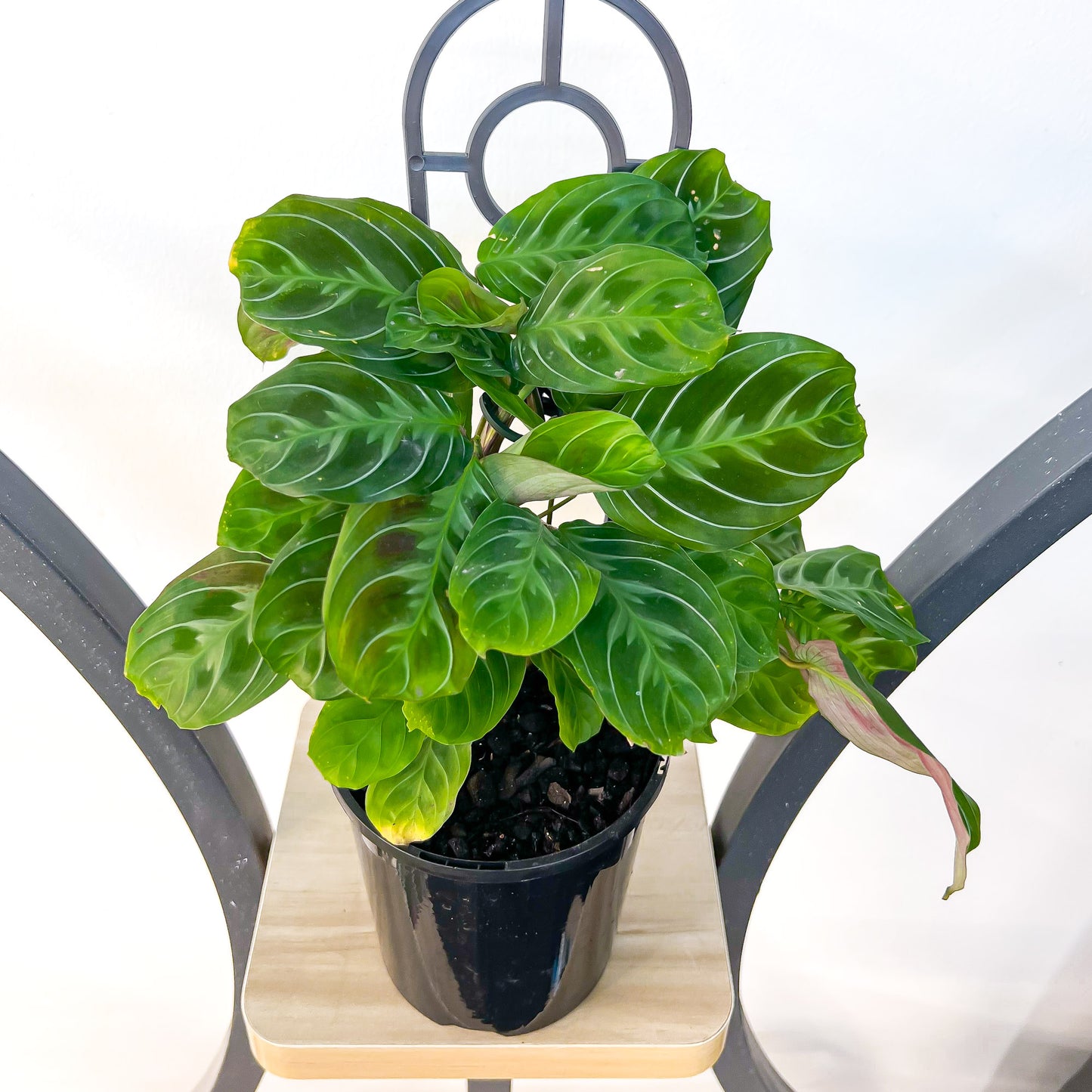 Maranta Cat Moustache | The Plant Boys