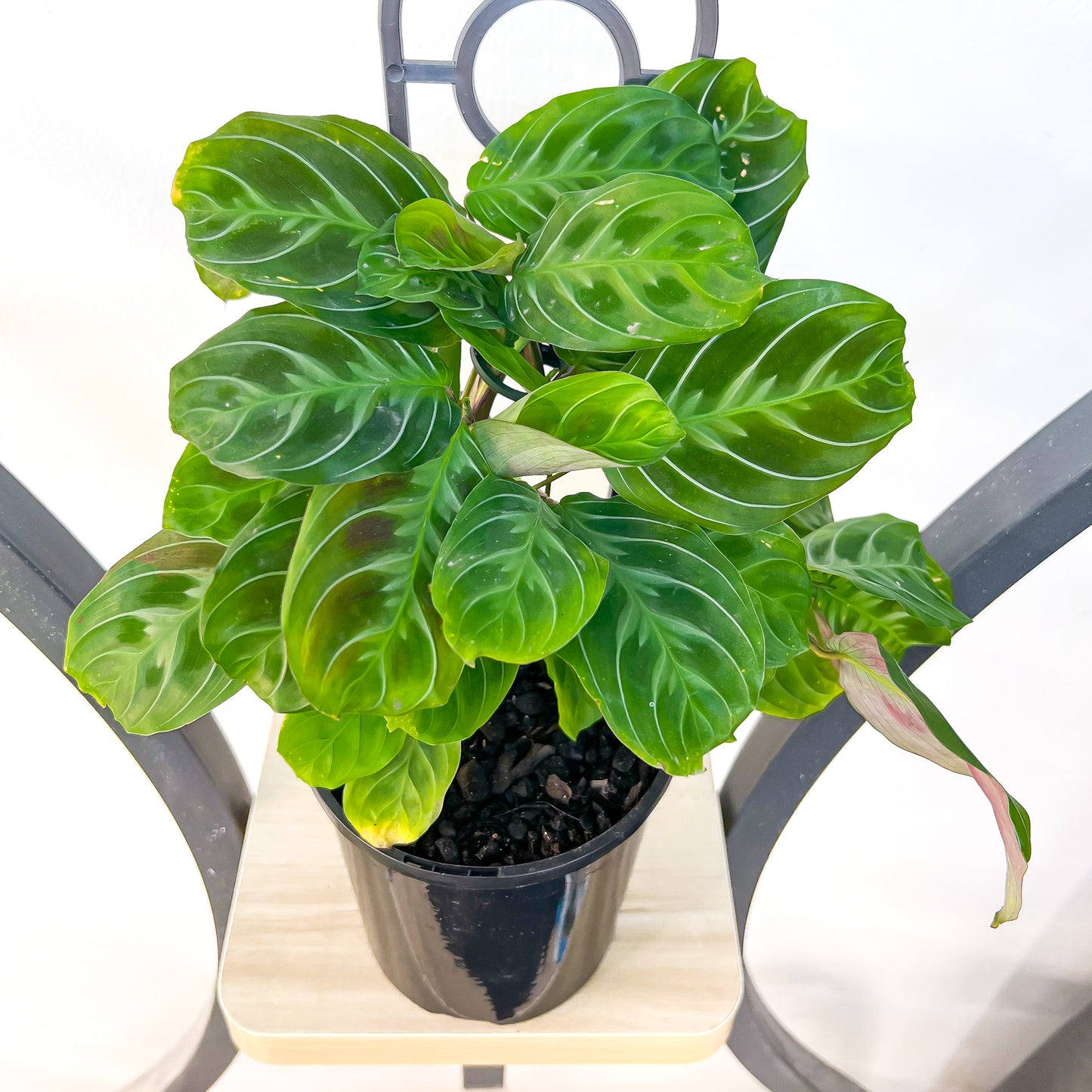 Maranta Cat Moustache | The Plant Boys