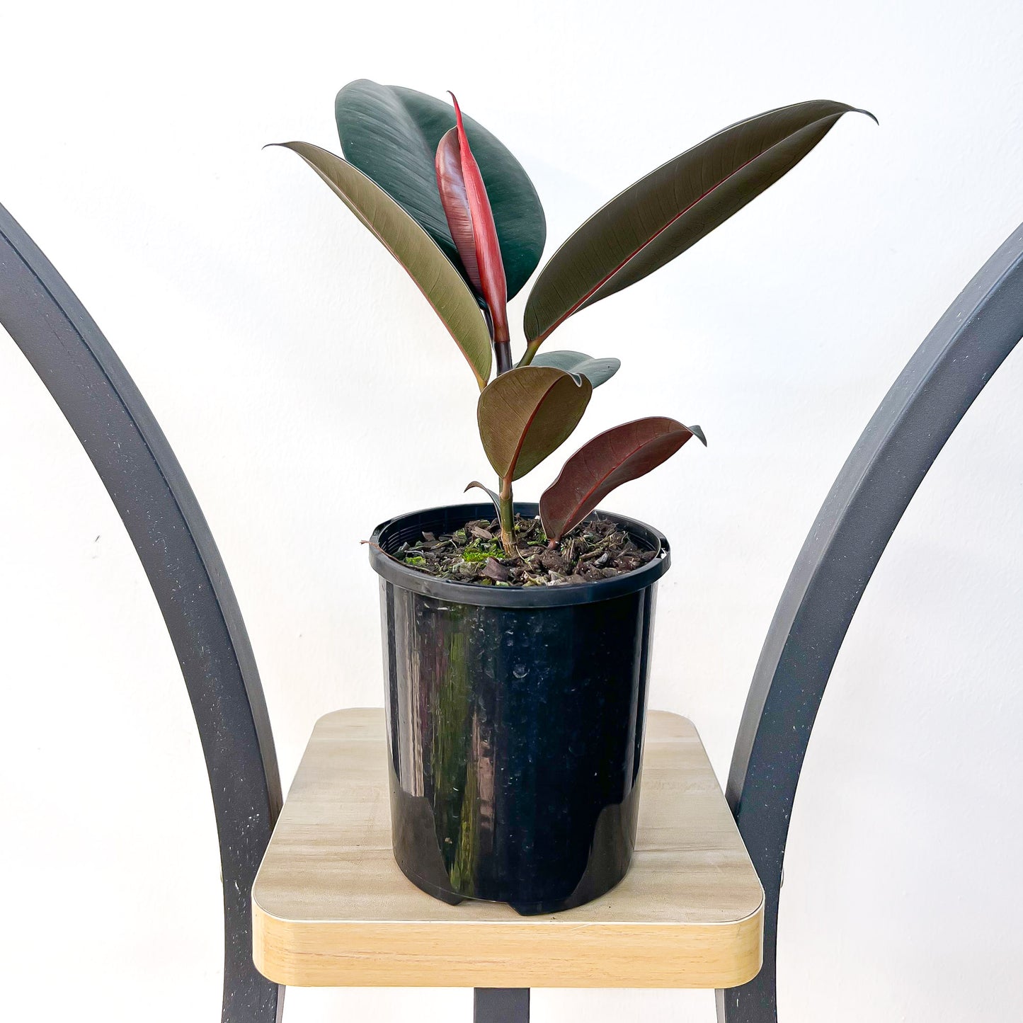 Ficus Elastica Burgundy | The Plant Boys