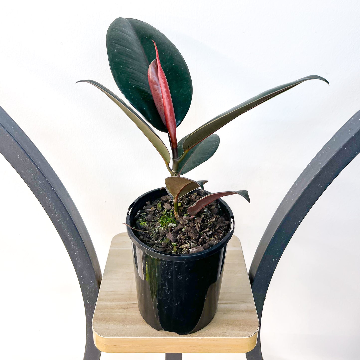 Ficus Elastica Burgundy | The Plant Boys