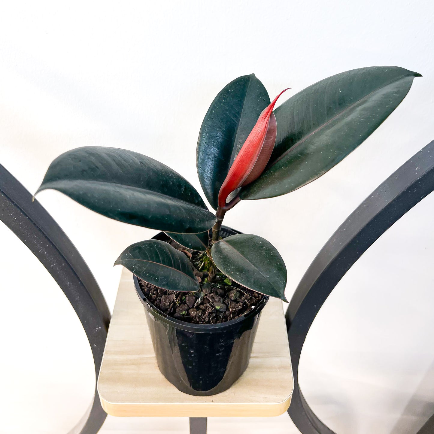 Ficus Elastica Burgundy | The Plant Boys